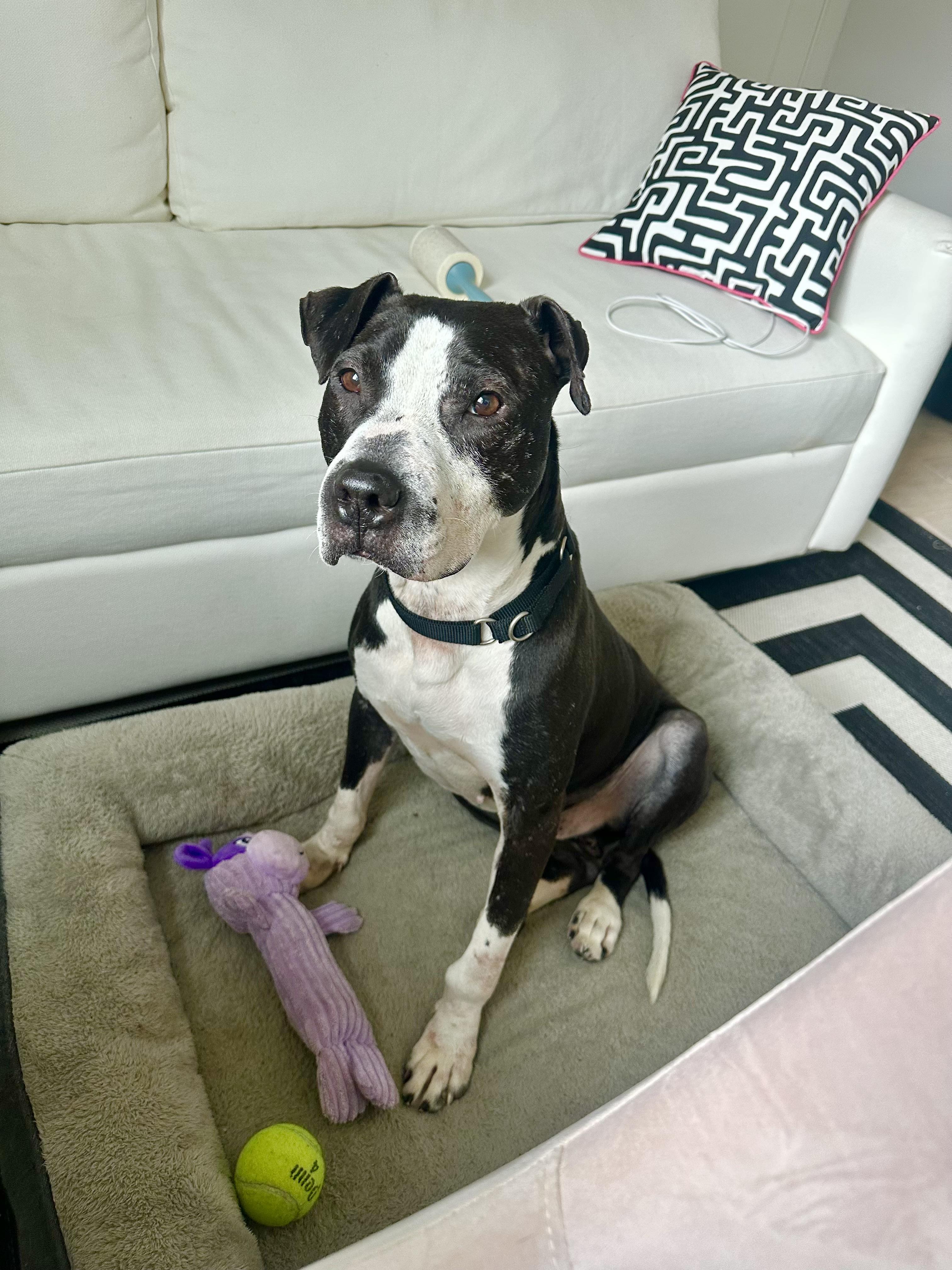Enlarge Spock, a Adoptable mixed breed in Westminster, MD image 3/6