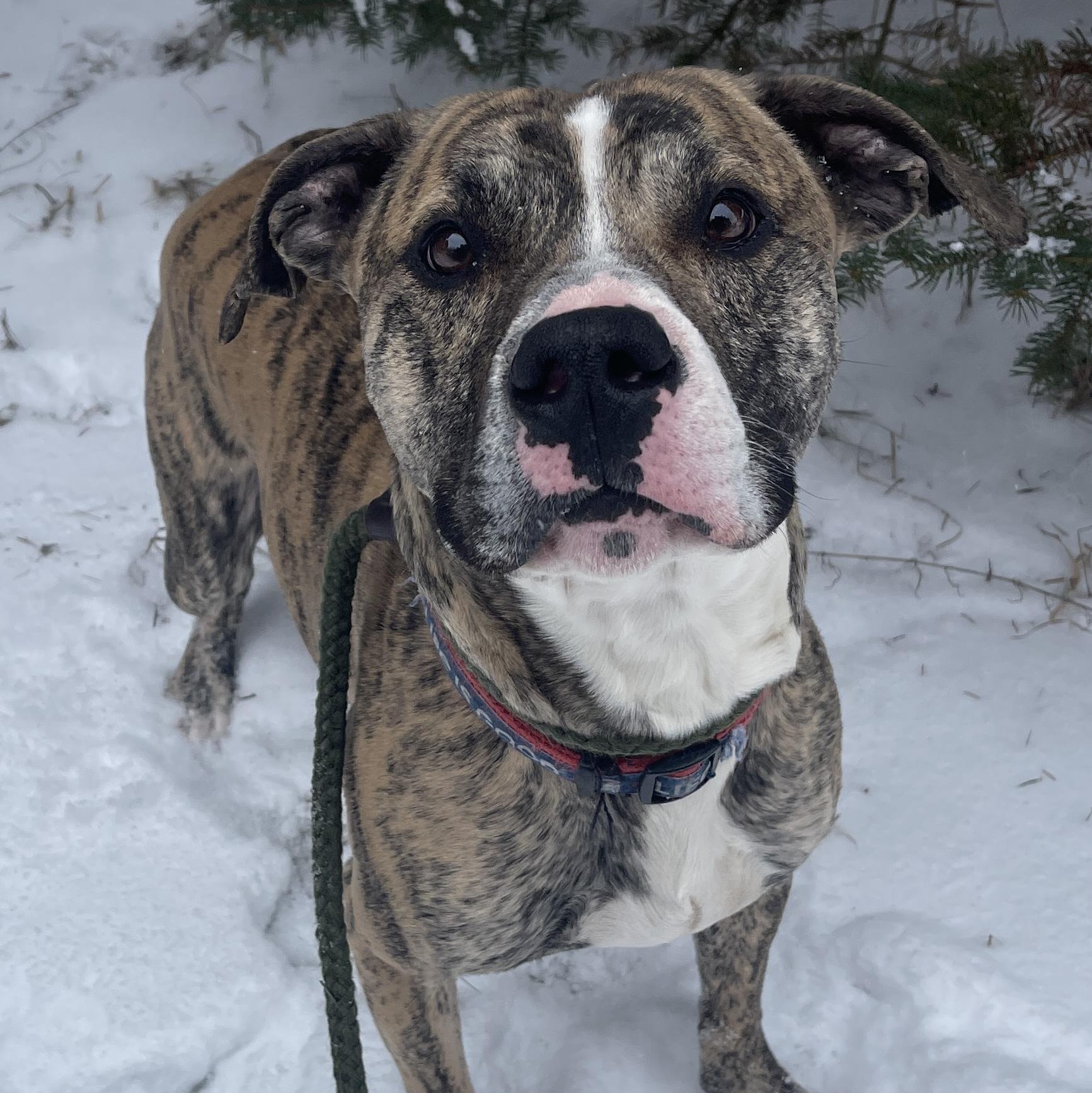 Champ — thumbnail 2