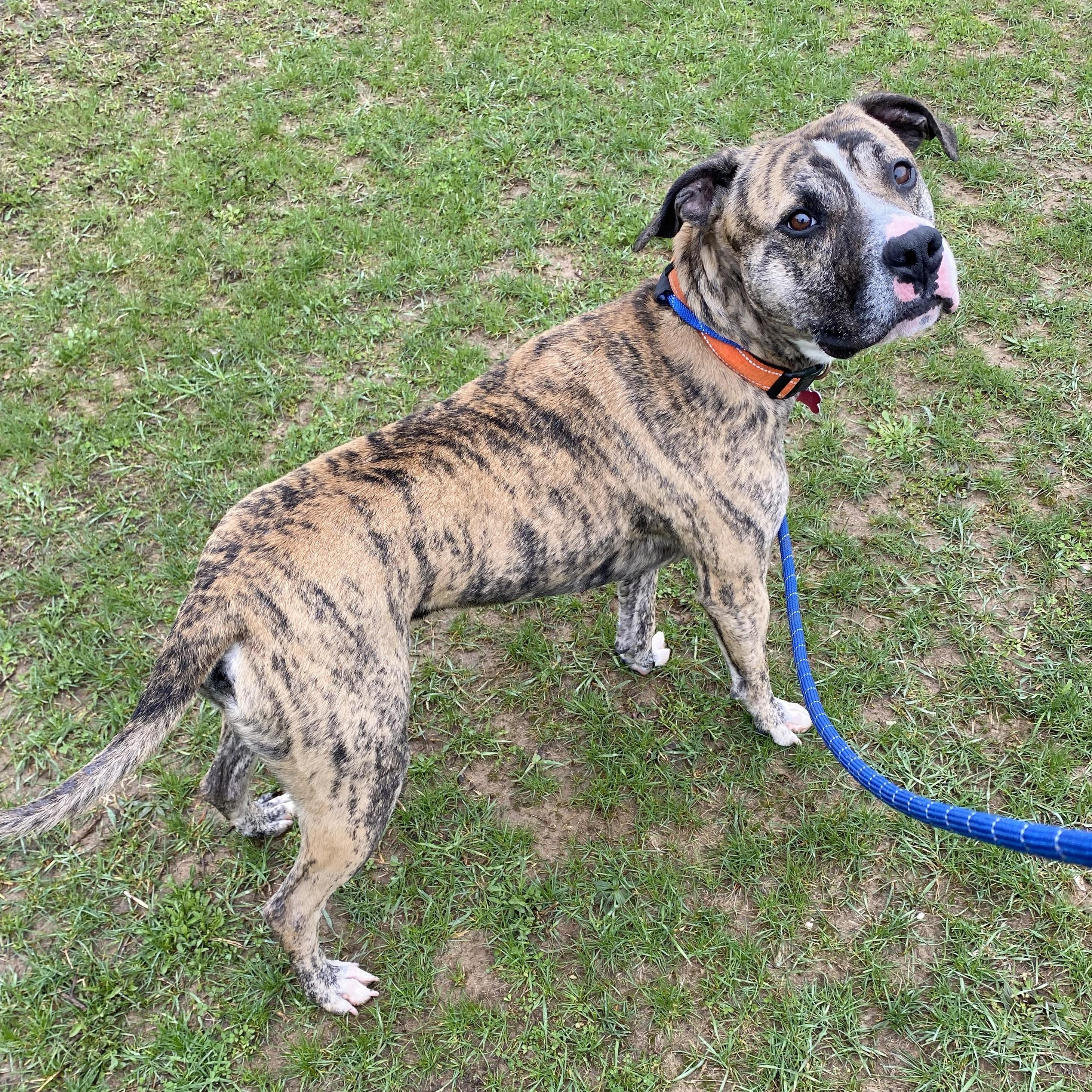 Champ*, a ADOPTABLE Boxer in Allegan, MI image 4/6
