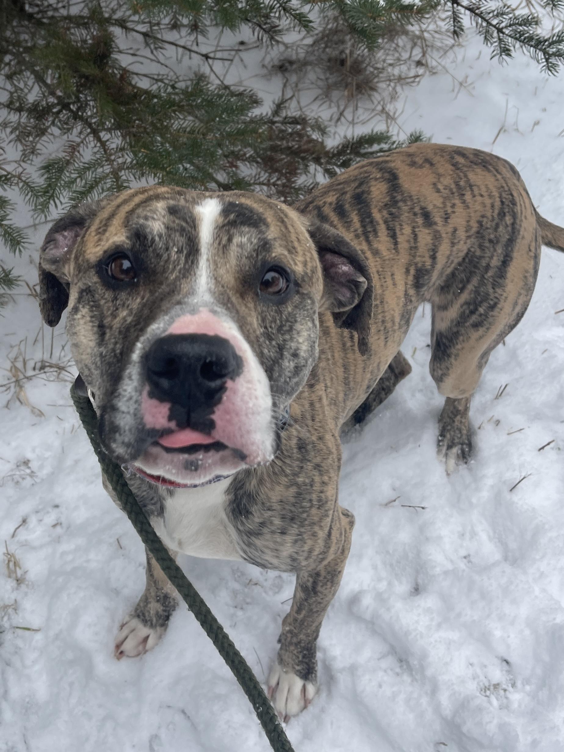 Champ — thumbnail 3