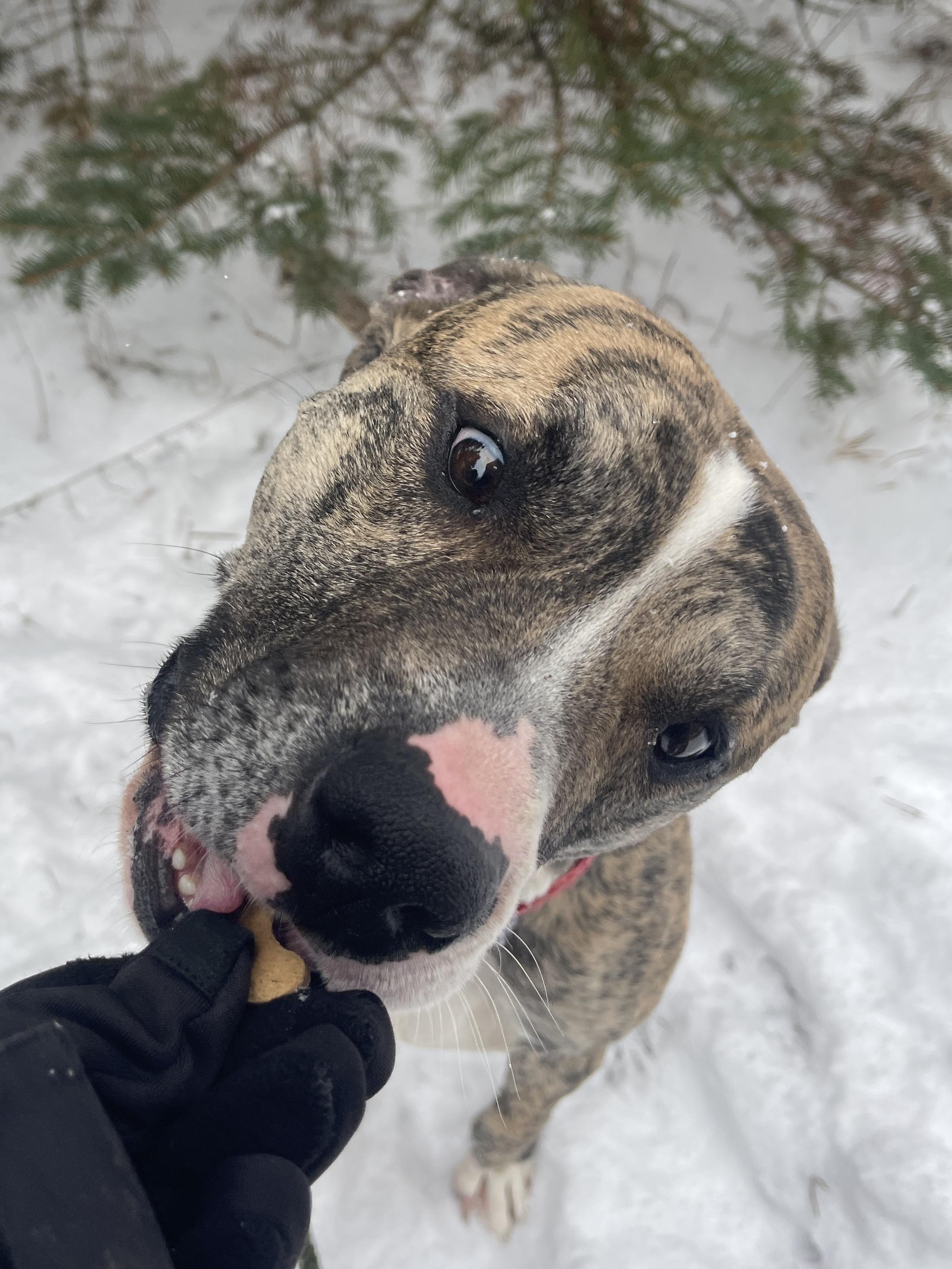 Champ — thumbnail 4