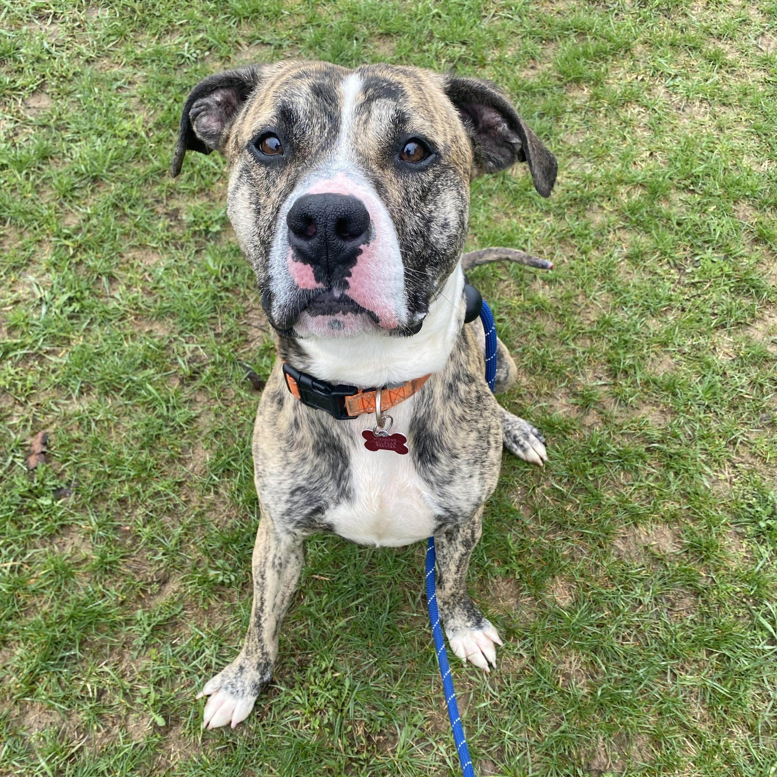 Champ*, a ADOPTABLE Boxer in Allegan, MI image 5/6