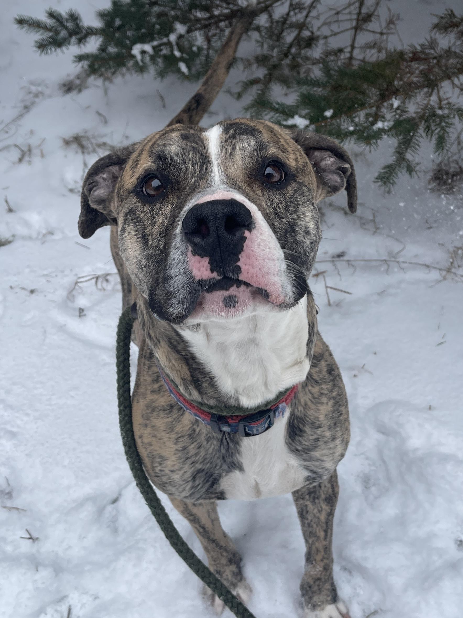 Champ — thumbnail 5