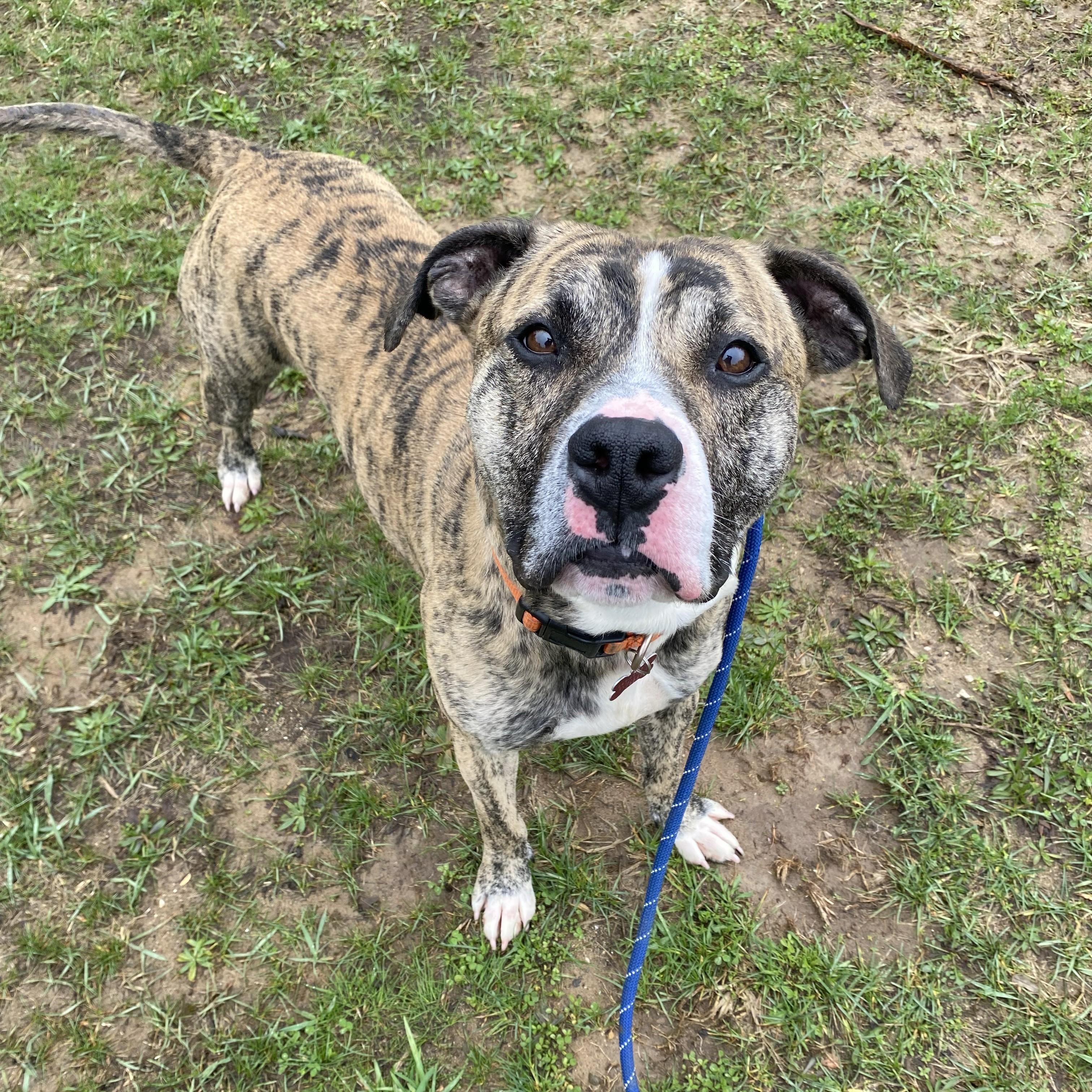 Champ*, a ADOPTABLE Boxer in Allegan, MI image 3/6
