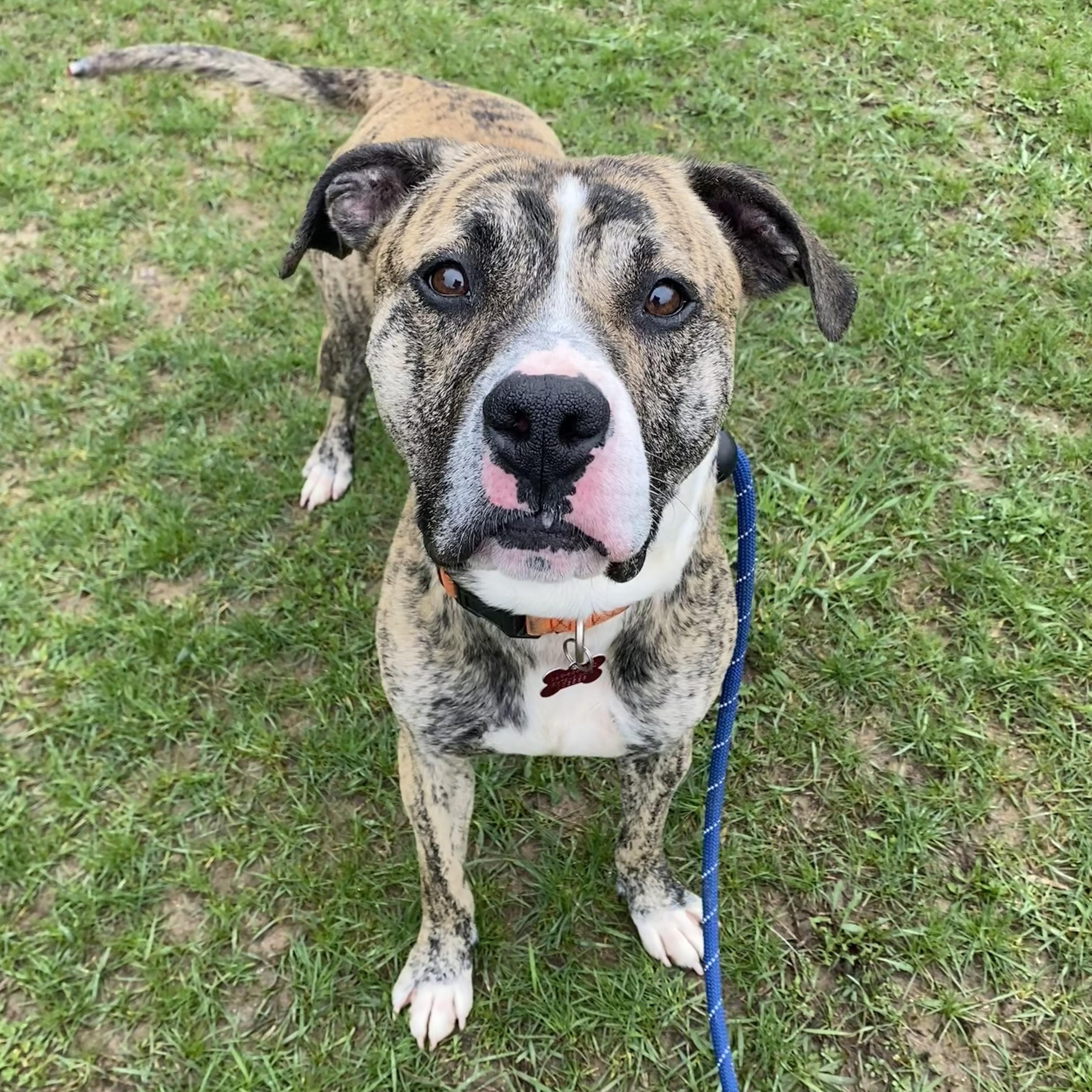 Champ*, ADOPTABLE, Adult Male Boxer.