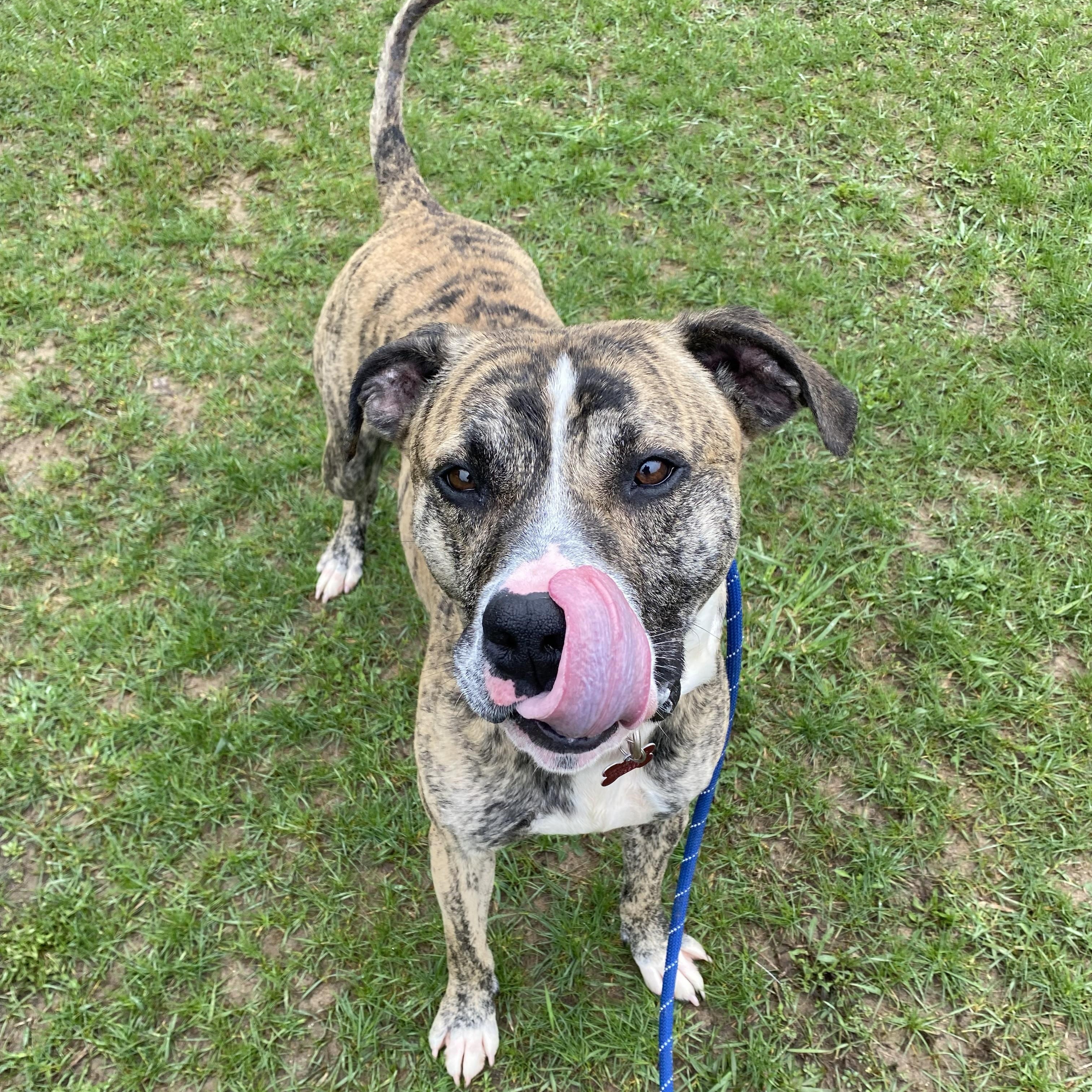 Champ*, a ADOPTABLE Boxer in Allegan, MI image 6/6