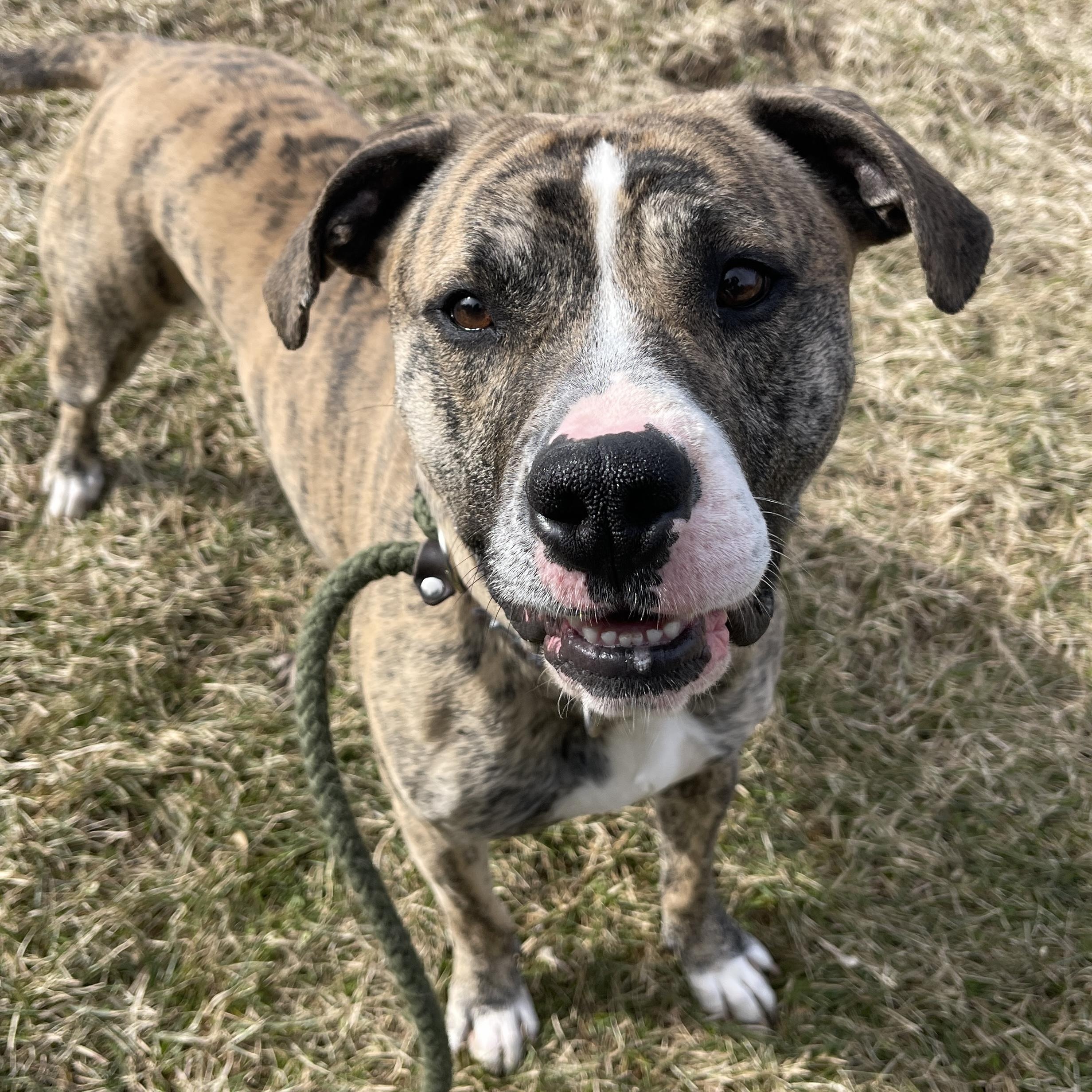 Champ*, a ADOPTABLE Boxer in Allegan, MI image 2/6