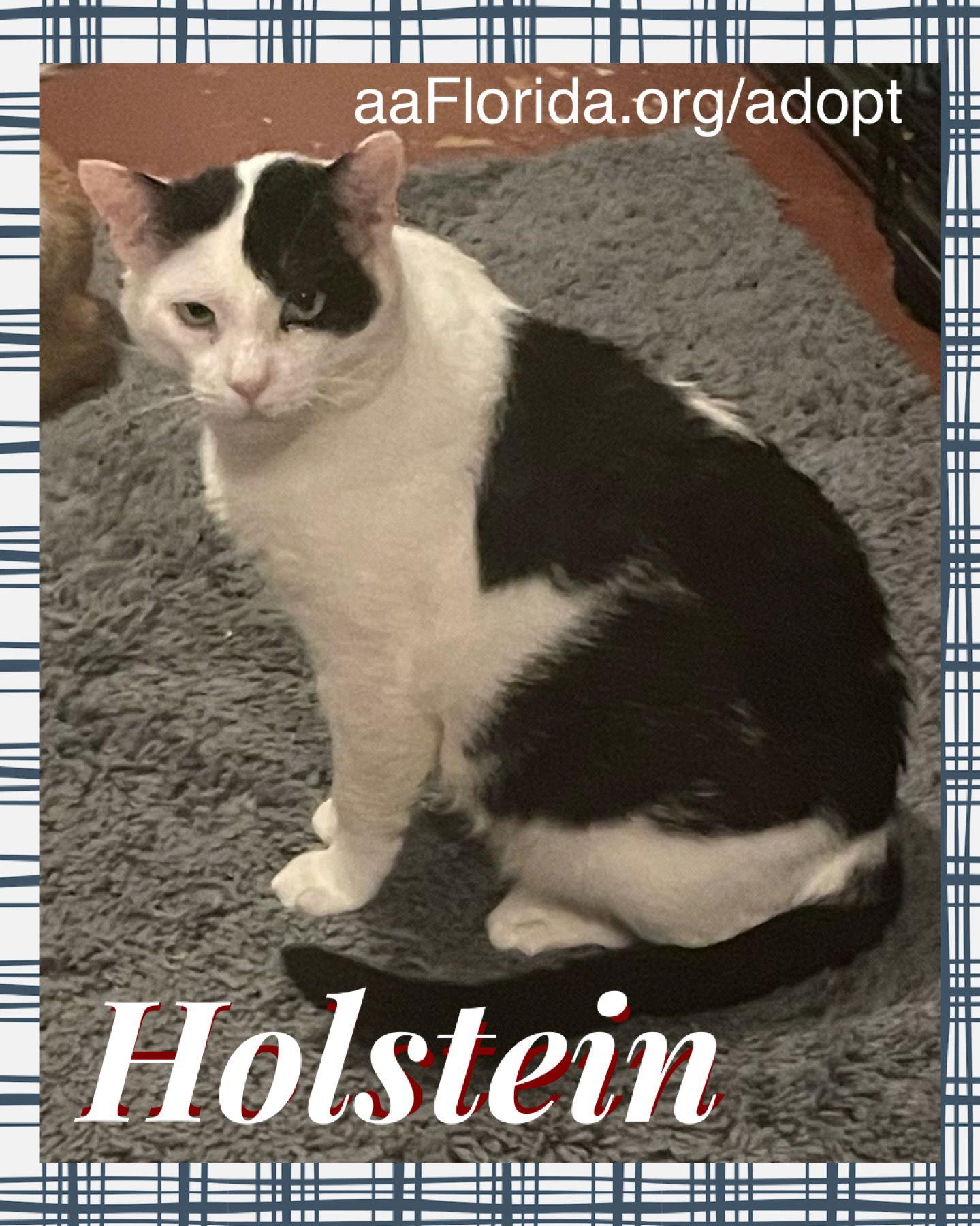 Holstein, Adoptable, Adult Male Domestic Short Hair.