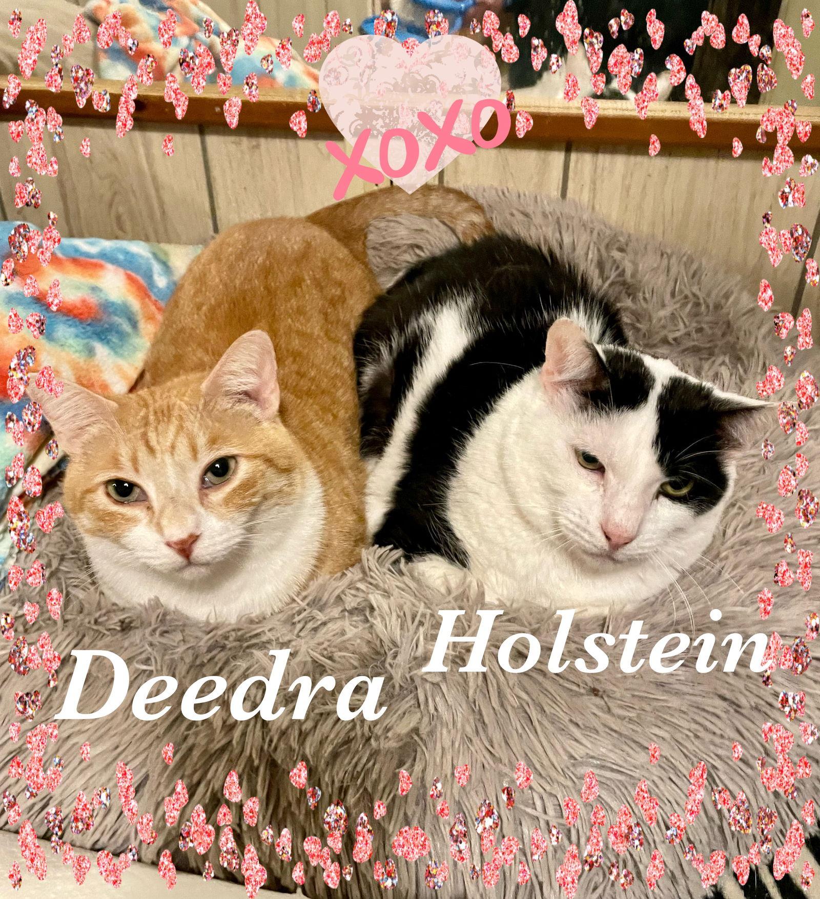 Enlarge Holstein, a Adoptable Domestic Short Hair in Pensacola, FL image 2/6