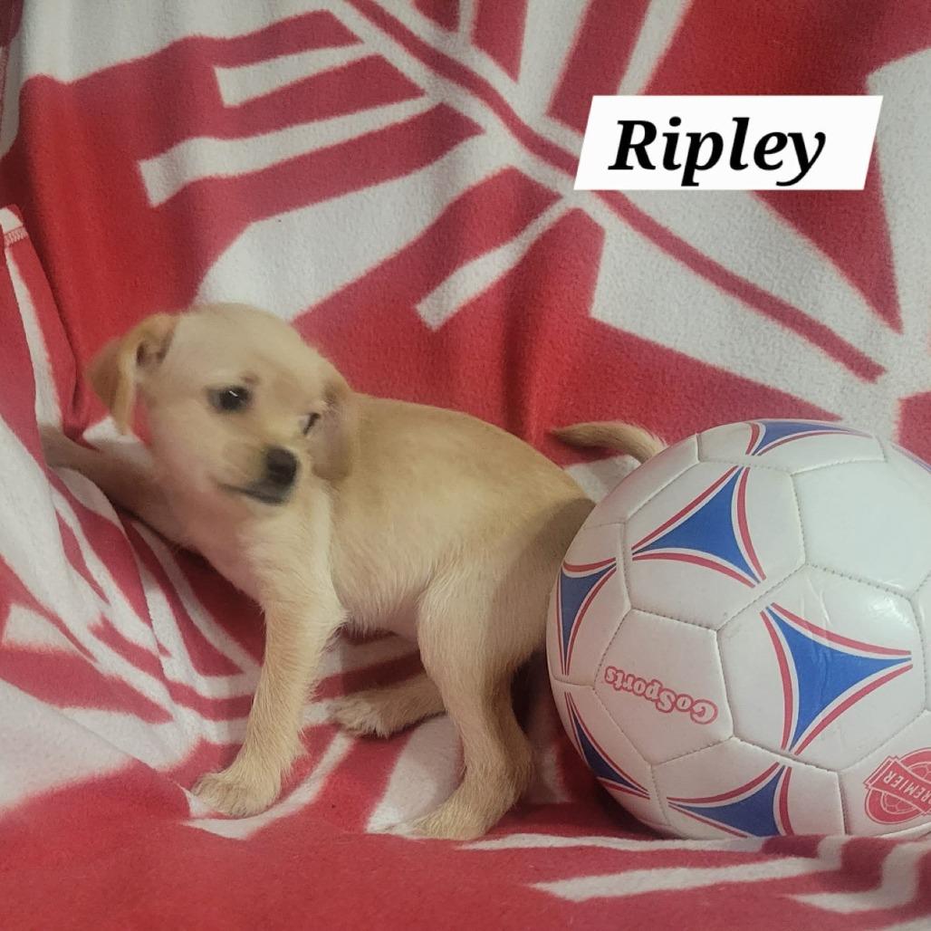 Enlarge Ripley, a Adoptable mixed breed in Loves Park, IL image 1/2