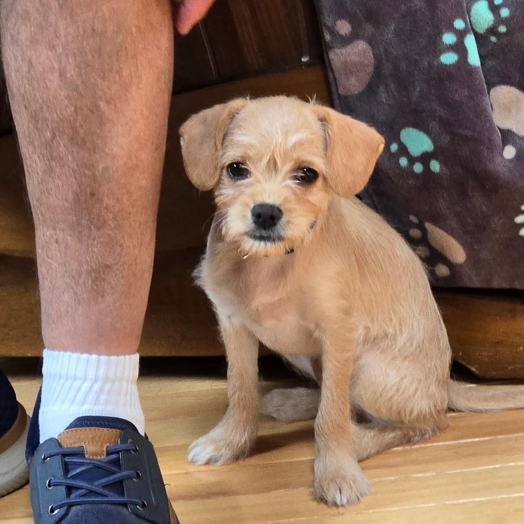 Ripley, Adoptable, Puppy Female Chihuahua & Terrier.