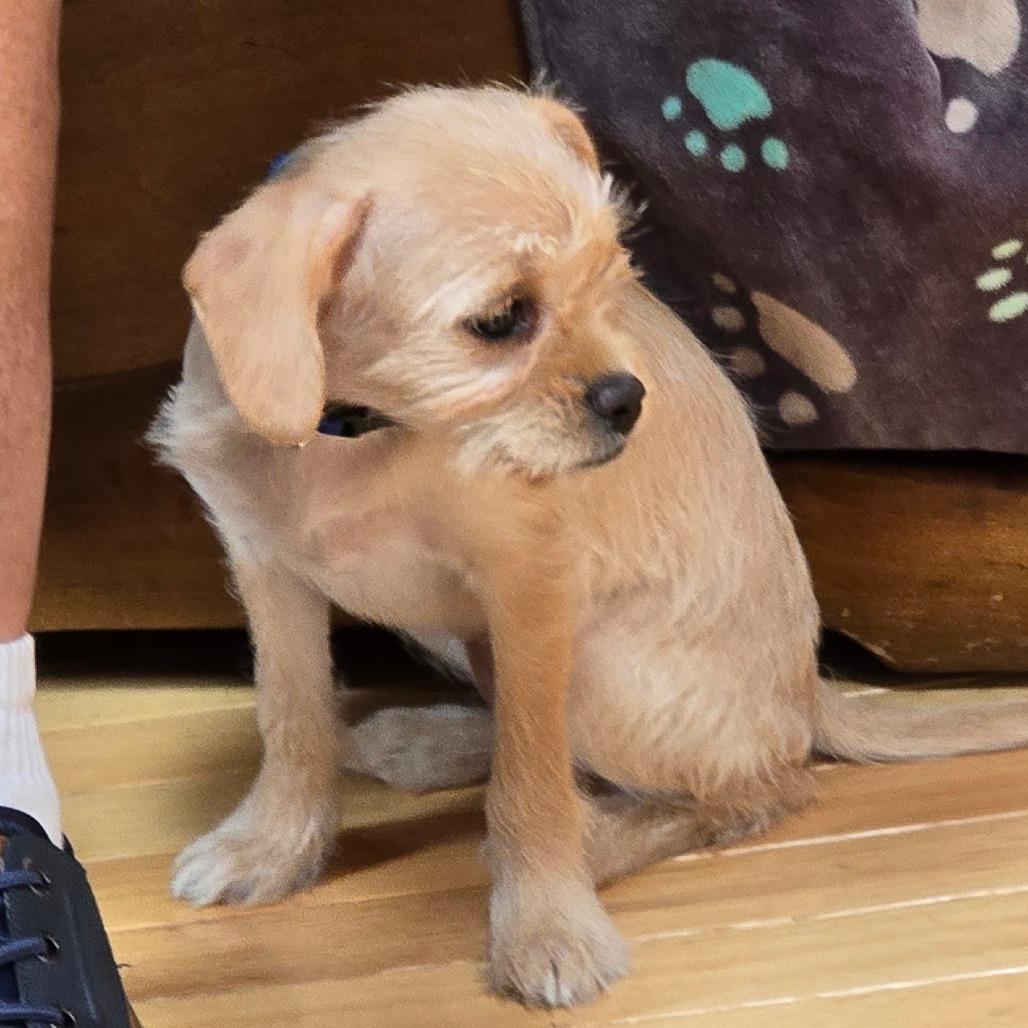 Ripley, a Adoptable mixed breed in Loves Park, IL image 2/3