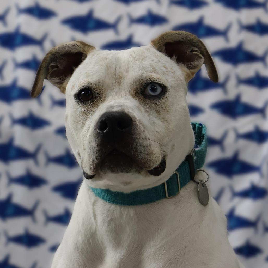 Bambi, a Adoptable mixed breed in Brookfield, WI image 1/4