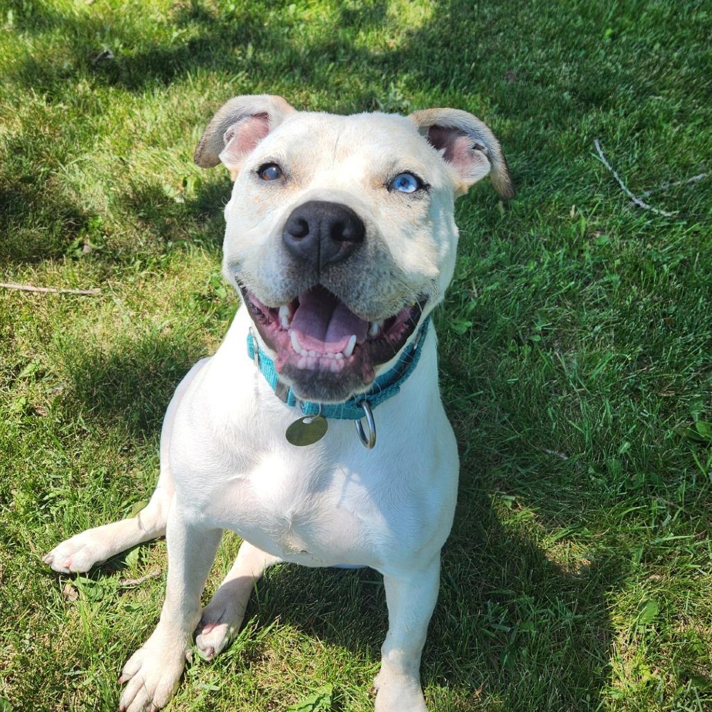 Bambi, a Adoptable mixed breed in Brookfield, WI image 2/4