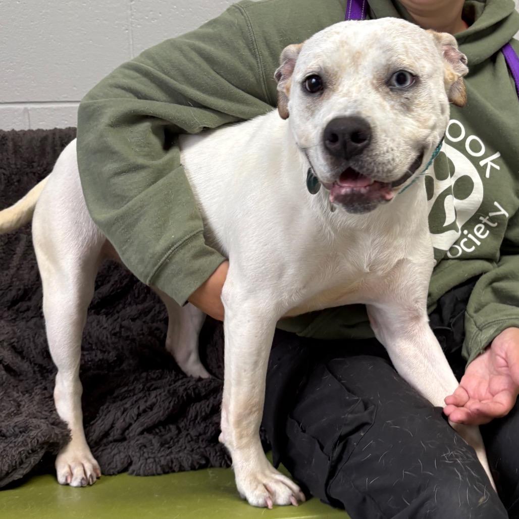 Bambi, a Adoptable mixed breed in Brookfield, WI image 3/4
