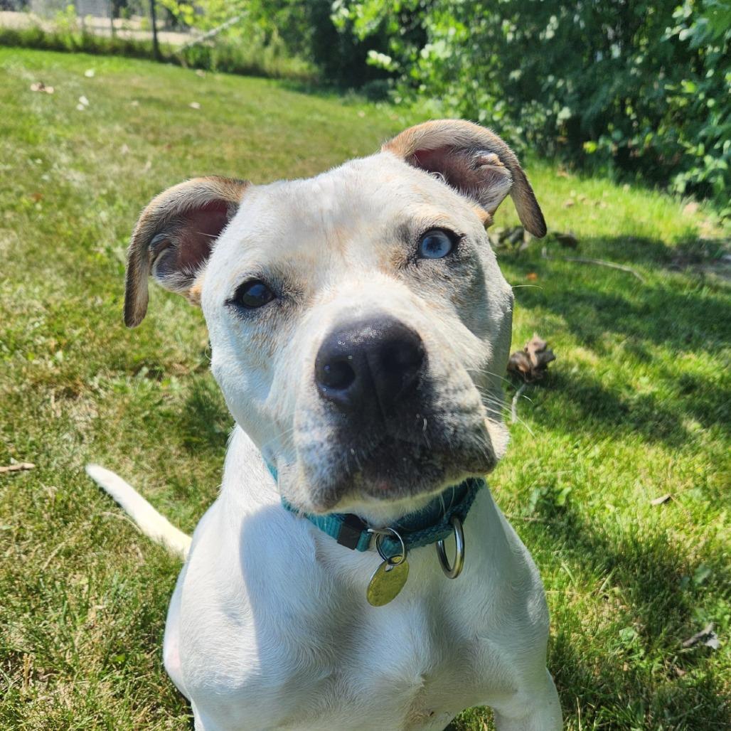 Bambi, a Adoptable mixed breed in Brookfield, WI image 4/4