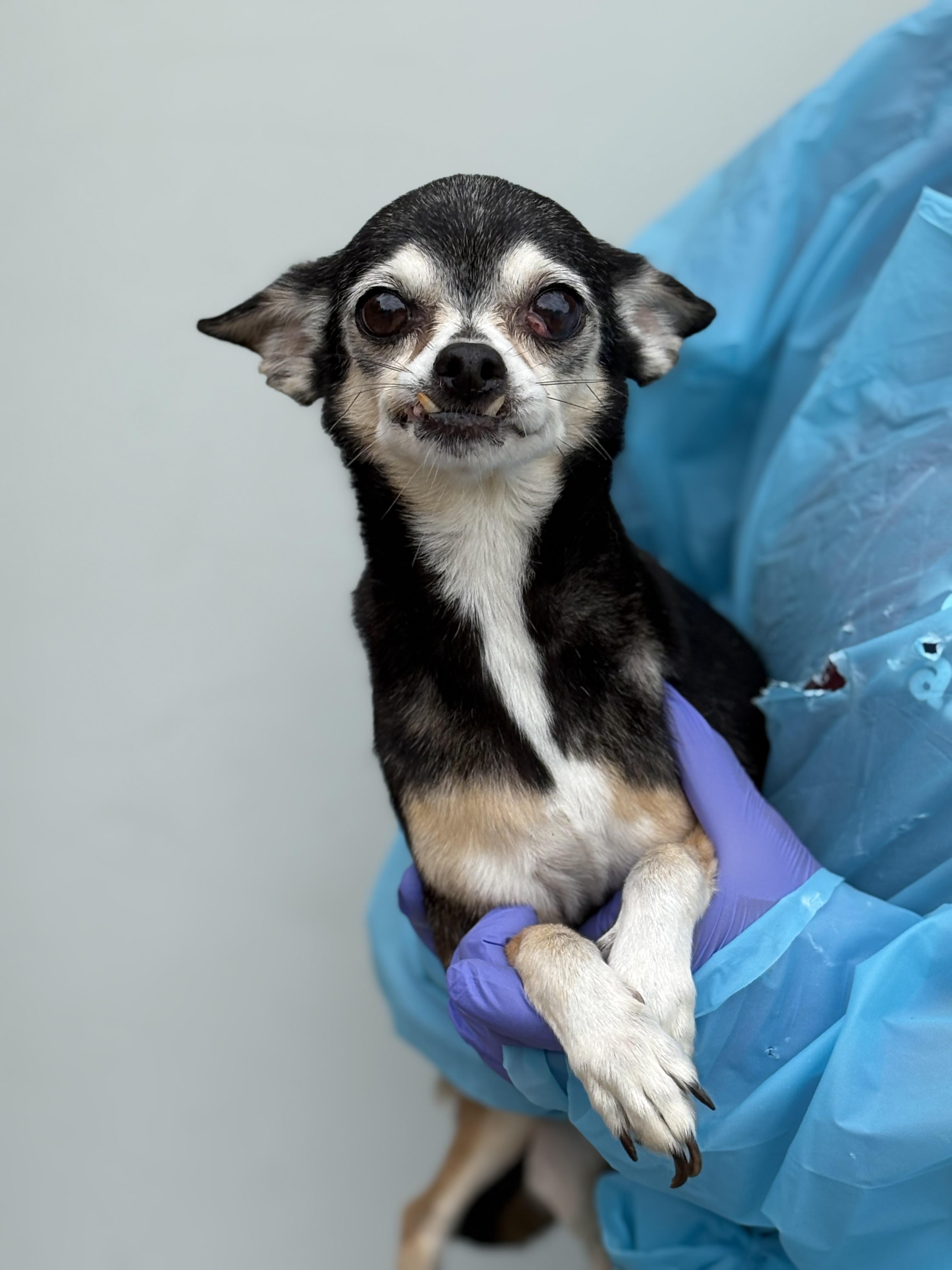 Enlarge Sadie, a Adoptable Chihuahua in Louisa, VA image 2/6