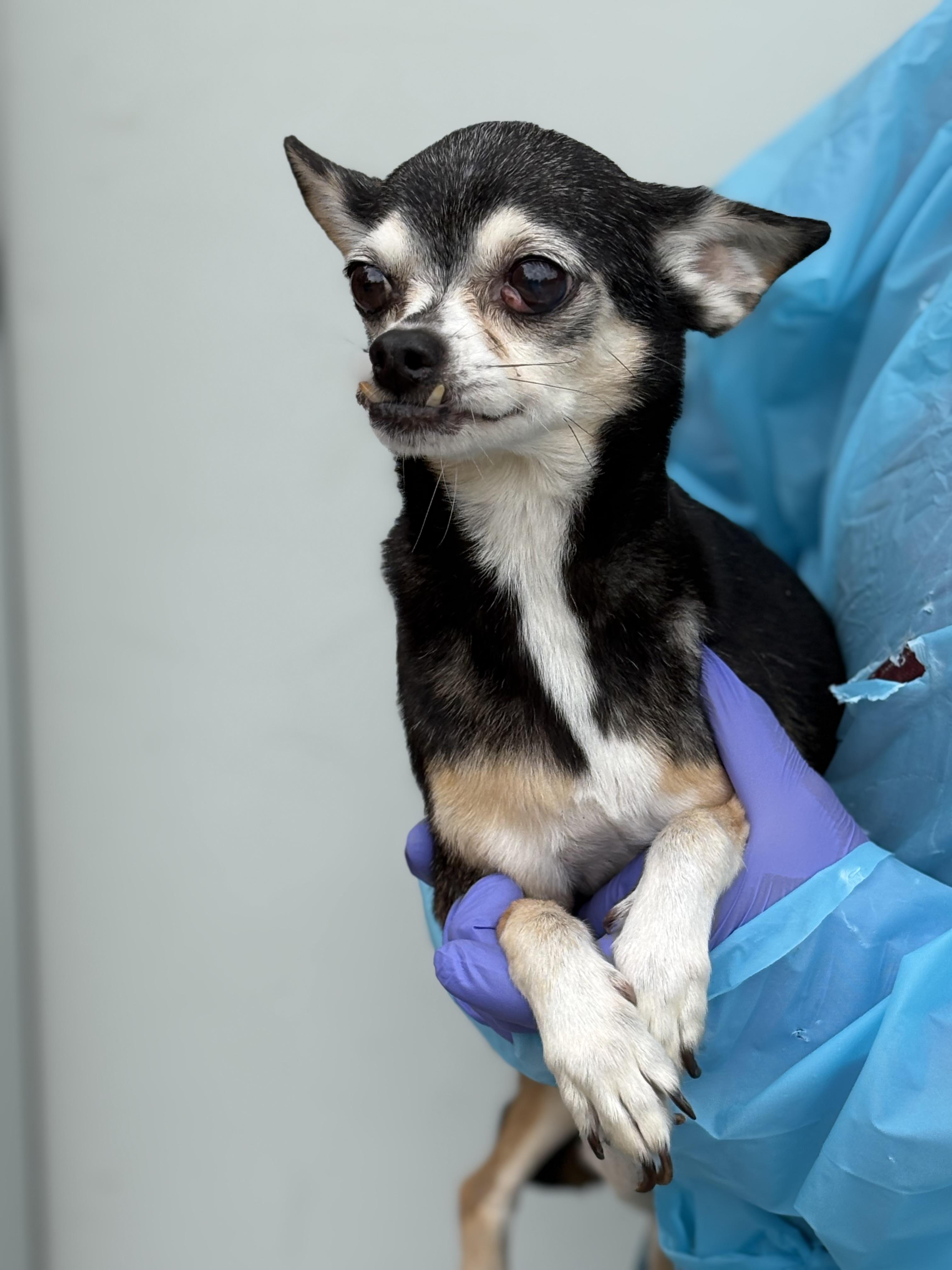 Enlarge Sadie, a Adoptable Chihuahua in Louisa, VA image 3/6