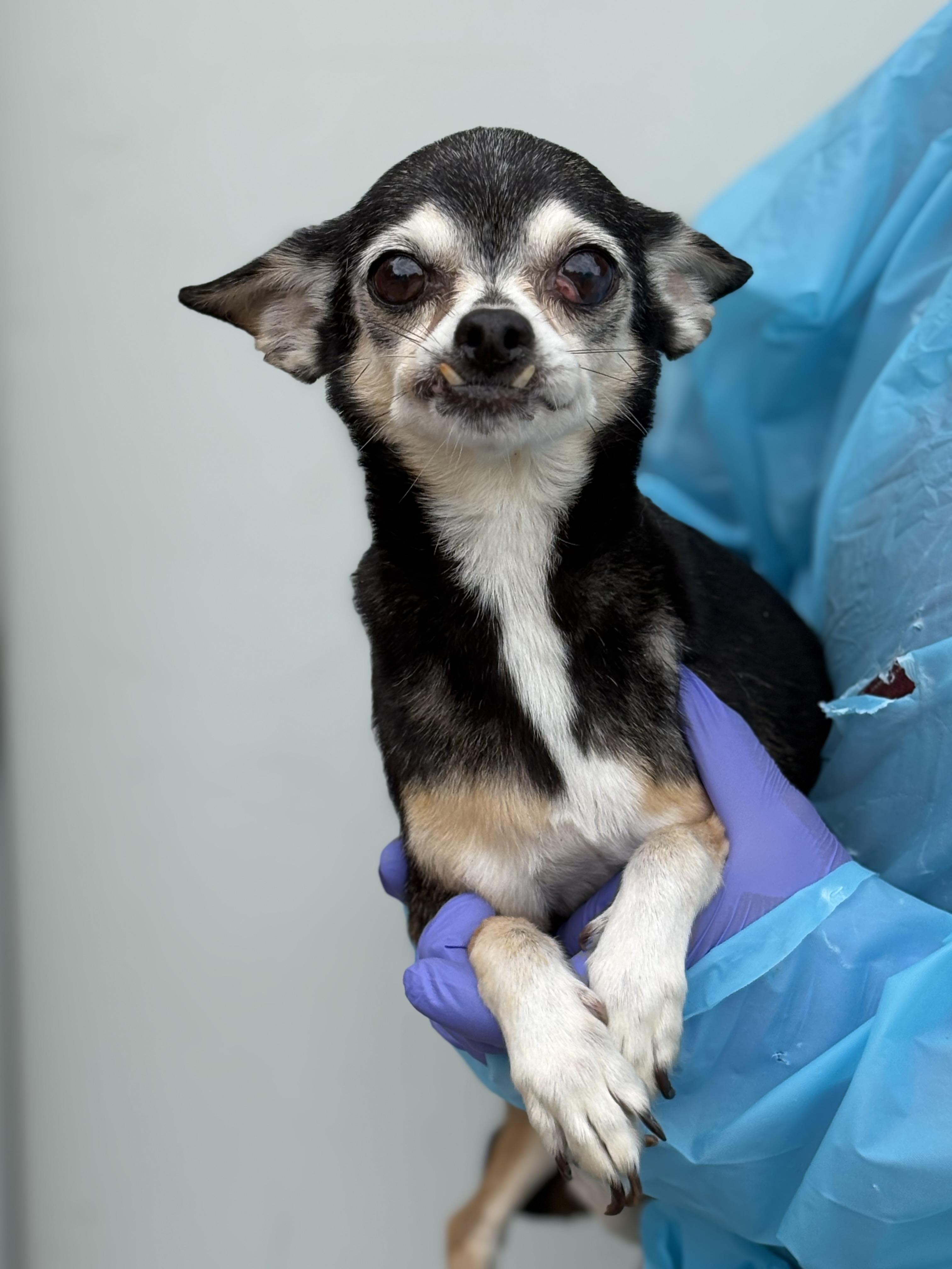Enlarge Sadie, a Adoptable Chihuahua in Louisa, VA image 1/6