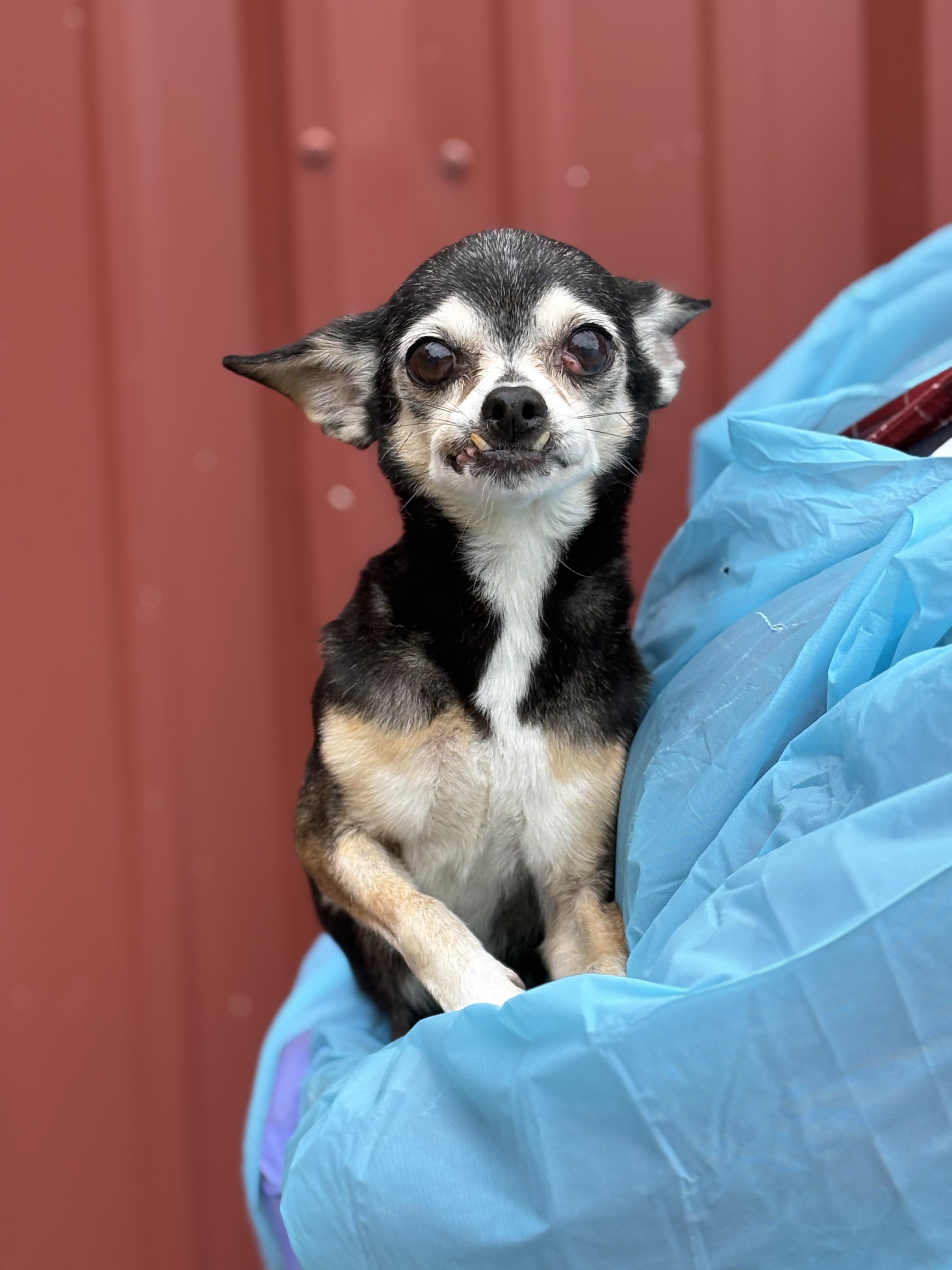 Enlarge Sadie, a Adoptable Chihuahua in Louisa, VA image 4/6