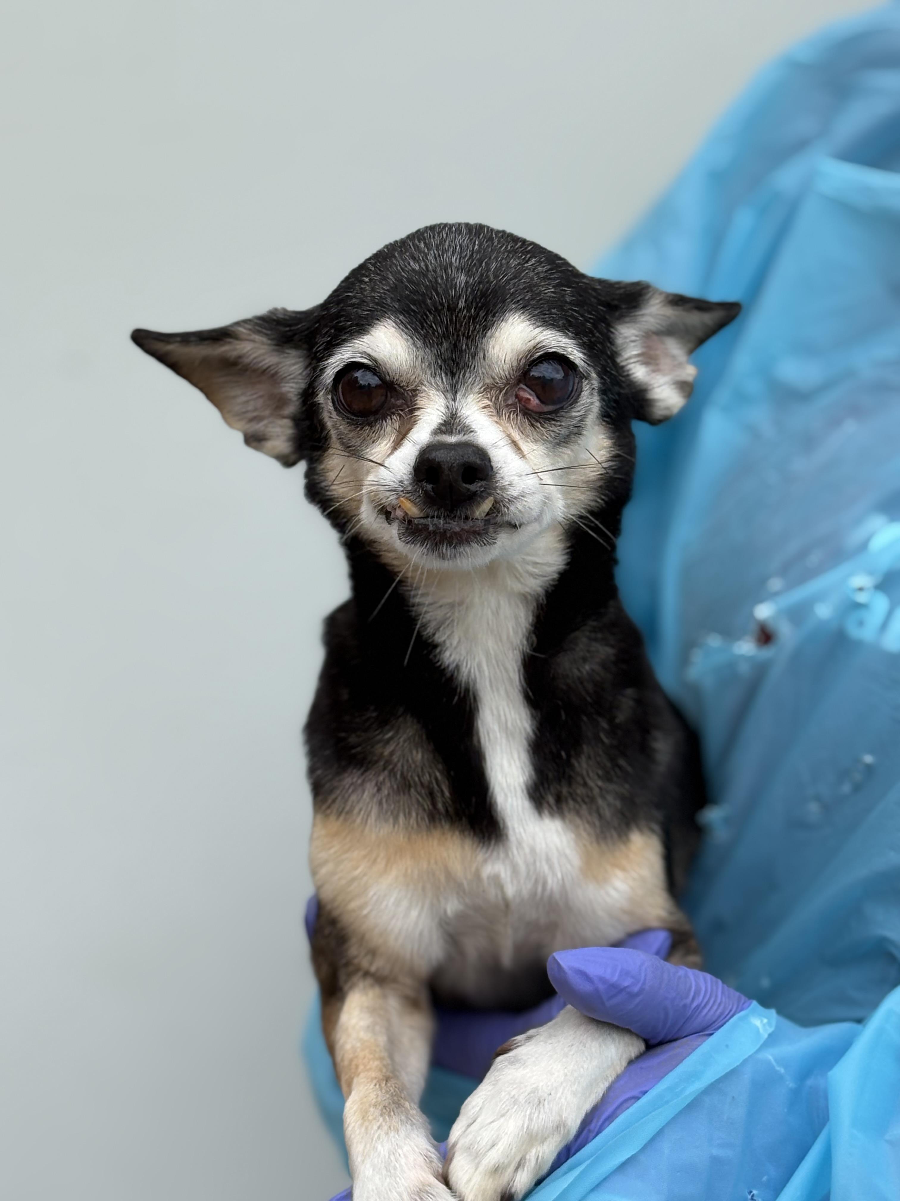 Enlarge Sadie, a Adoptable Chihuahua in Louisa, VA image 5/6