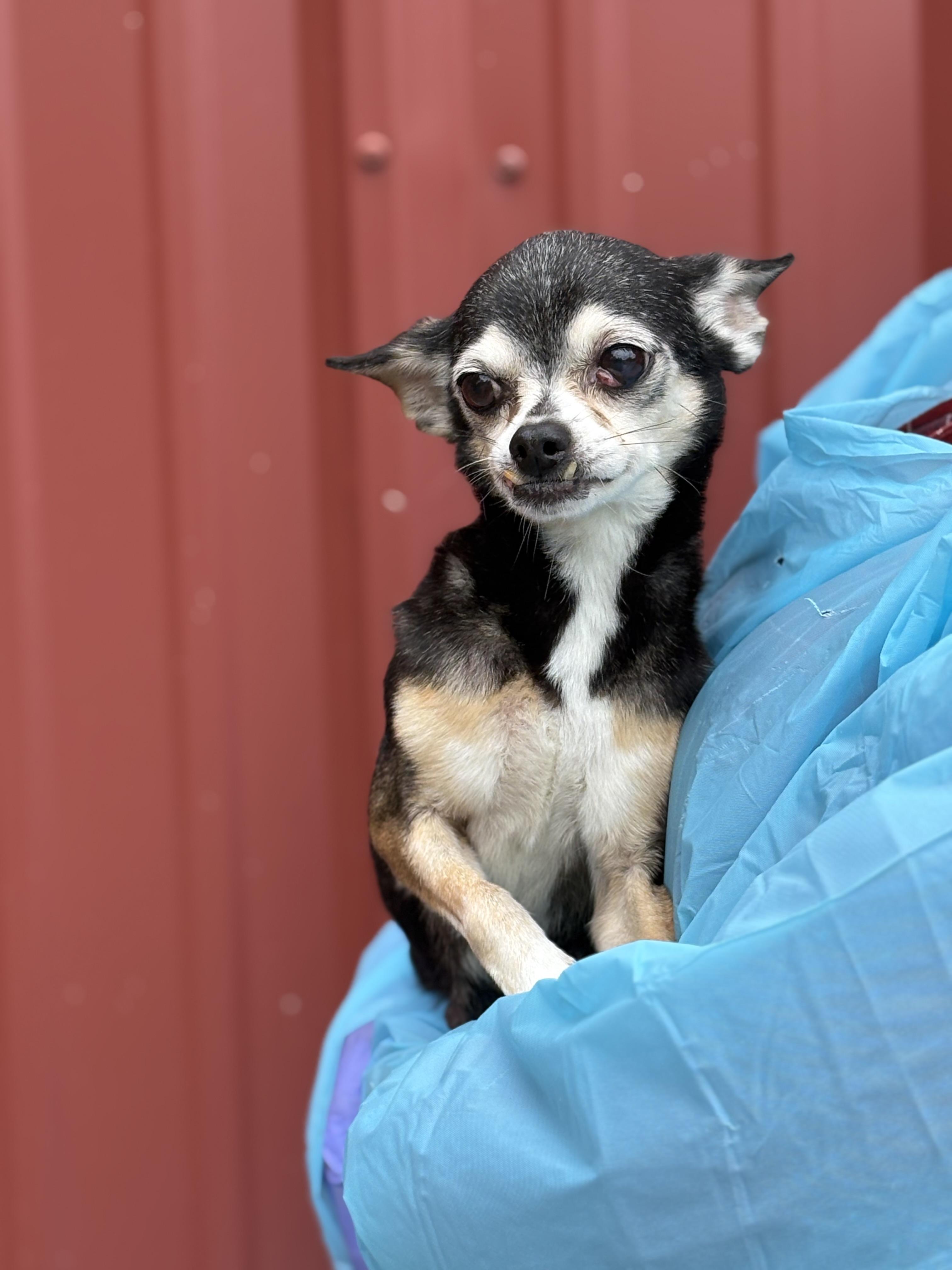 Enlarge Sadie, a Adoptable Chihuahua in Louisa, VA image 6/6