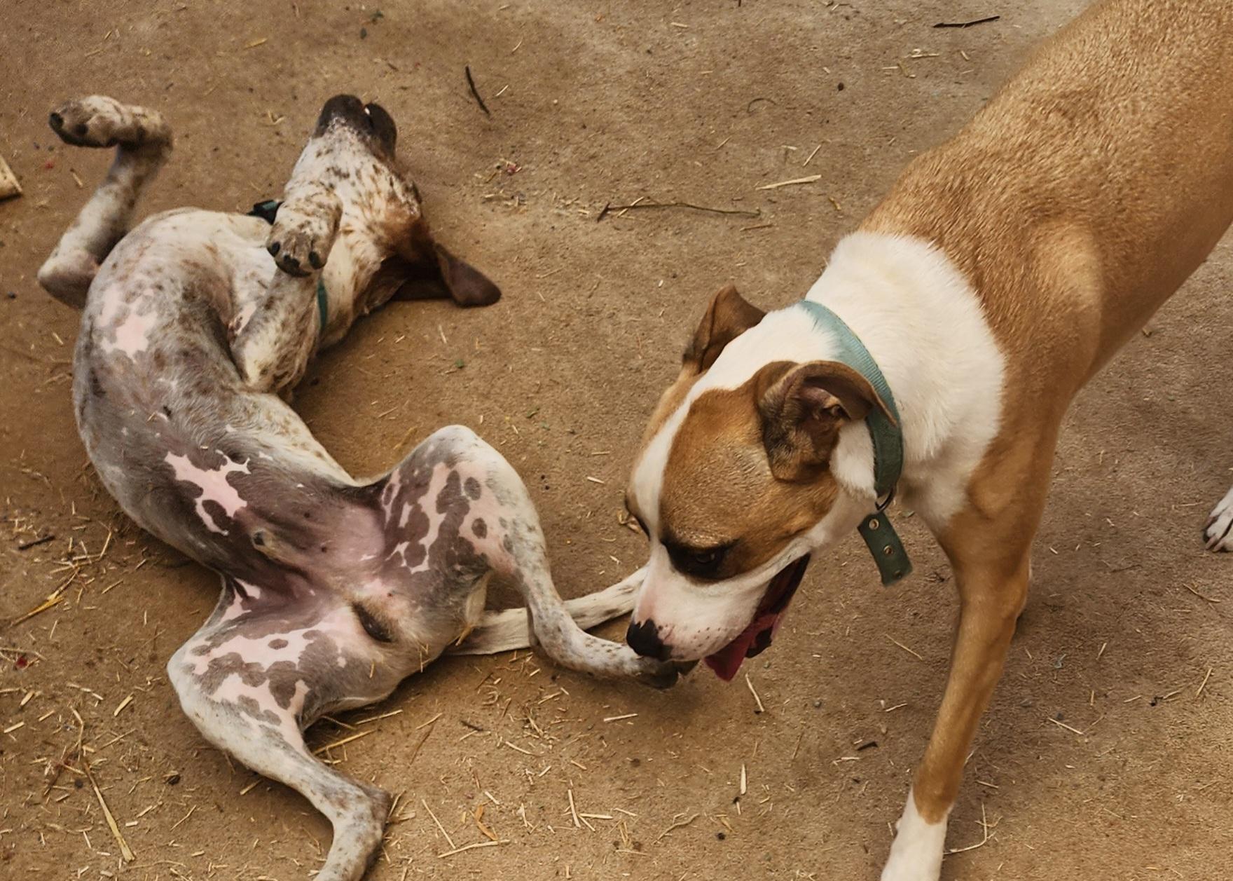 Enlarge Fiona, a Adoptable mixed breed in Lafayette, CA image 3/3