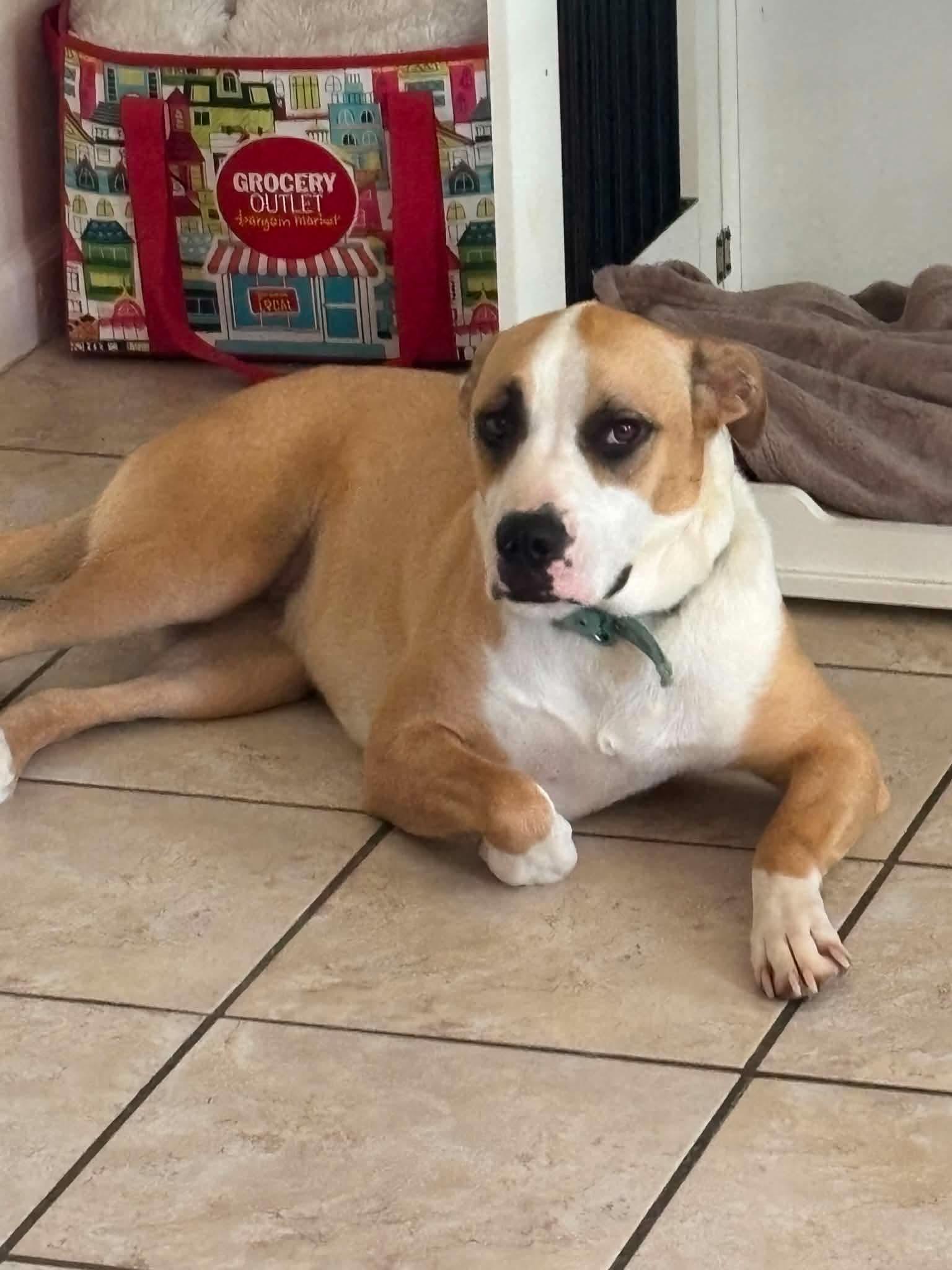 Fiona, Adoptable, Adult Female Boxer.