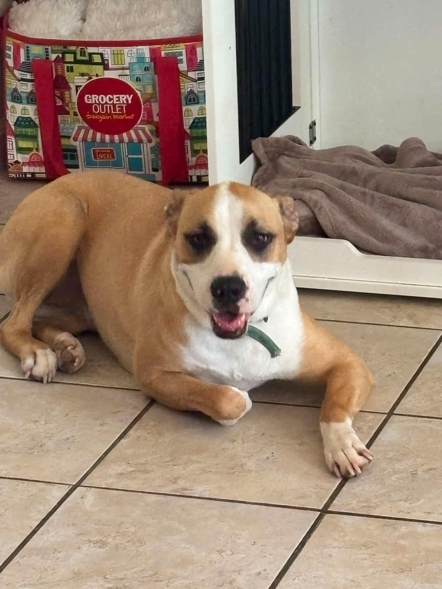 Enlarge Fiona, a Adoptable mixed breed in Lafayette, CA image 2/3