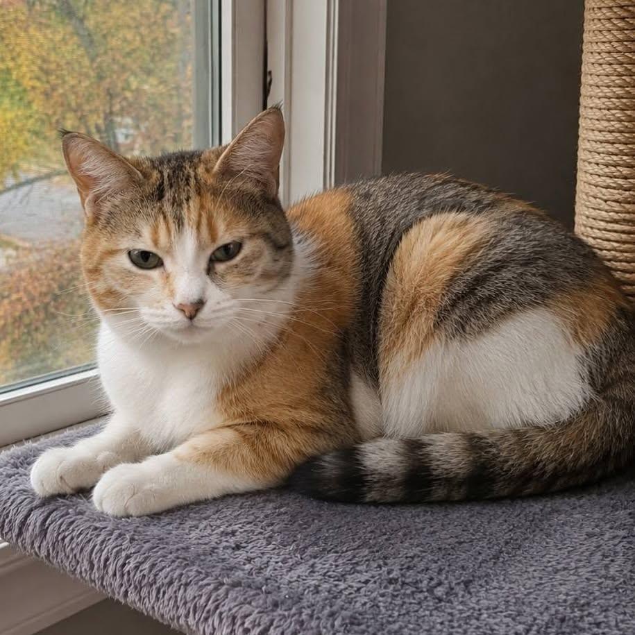 Clio, ADOPTABLE, Young Female Calico.