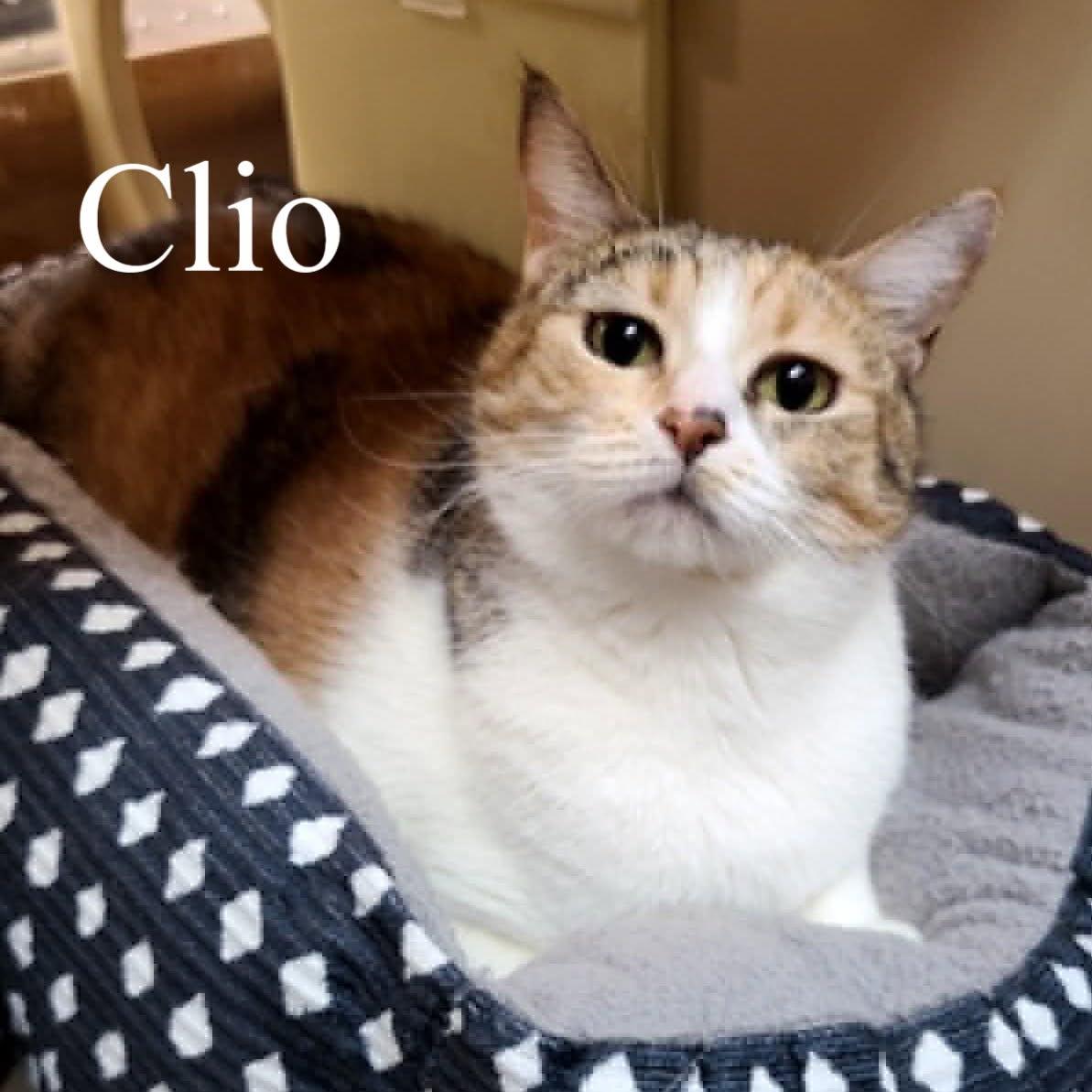 Enlarge Clio, a ADOPTABLE Calico in Queen Creek, AZ image 2/5