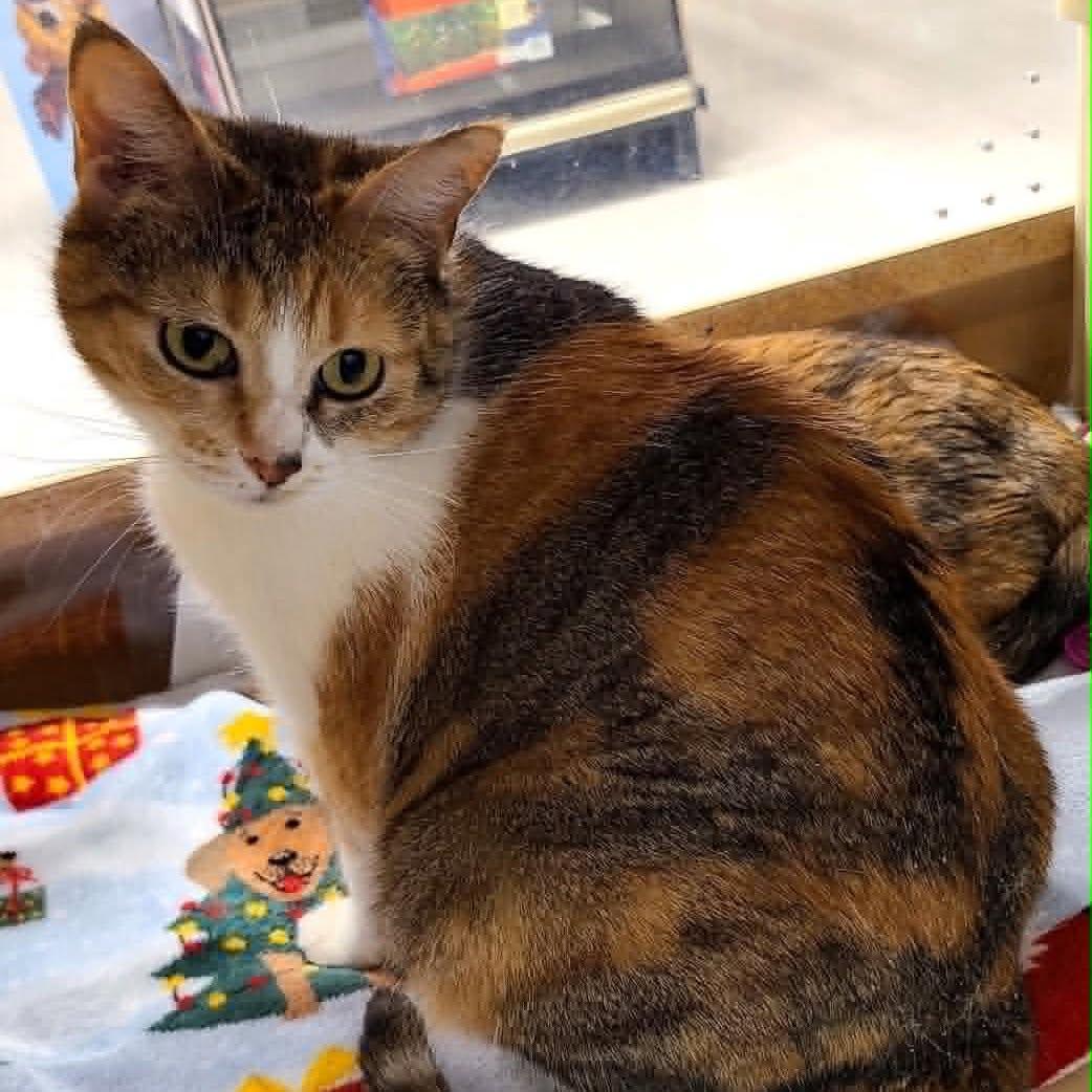 Enlarge Clio, a ADOPTABLE Calico in Queen Creek, AZ image 3/5