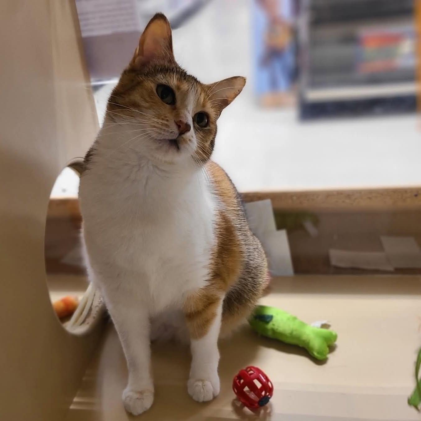 Enlarge Clio, a ADOPTABLE Calico in Queen Creek, AZ image 5/5