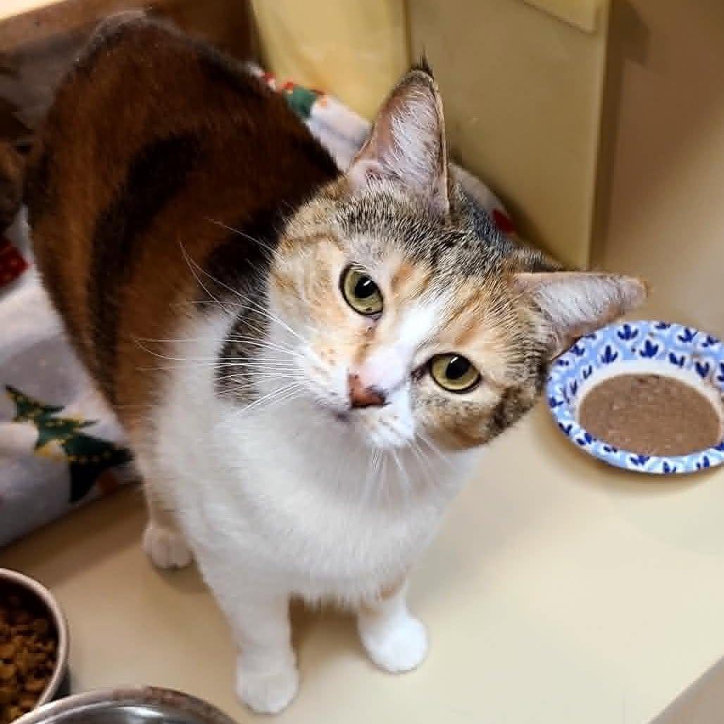 Enlarge Clio, a ADOPTABLE Calico in Queen Creek, AZ image 4/5