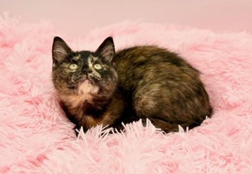 Enlarge Kim Possible, a Adoptable Tortoiseshell in Covington, LA image 4/6