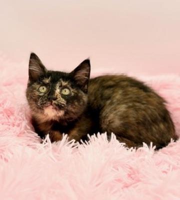 Enlarge Kim Possible, a Adoptable Tortoiseshell in Covington, LA image 6/6