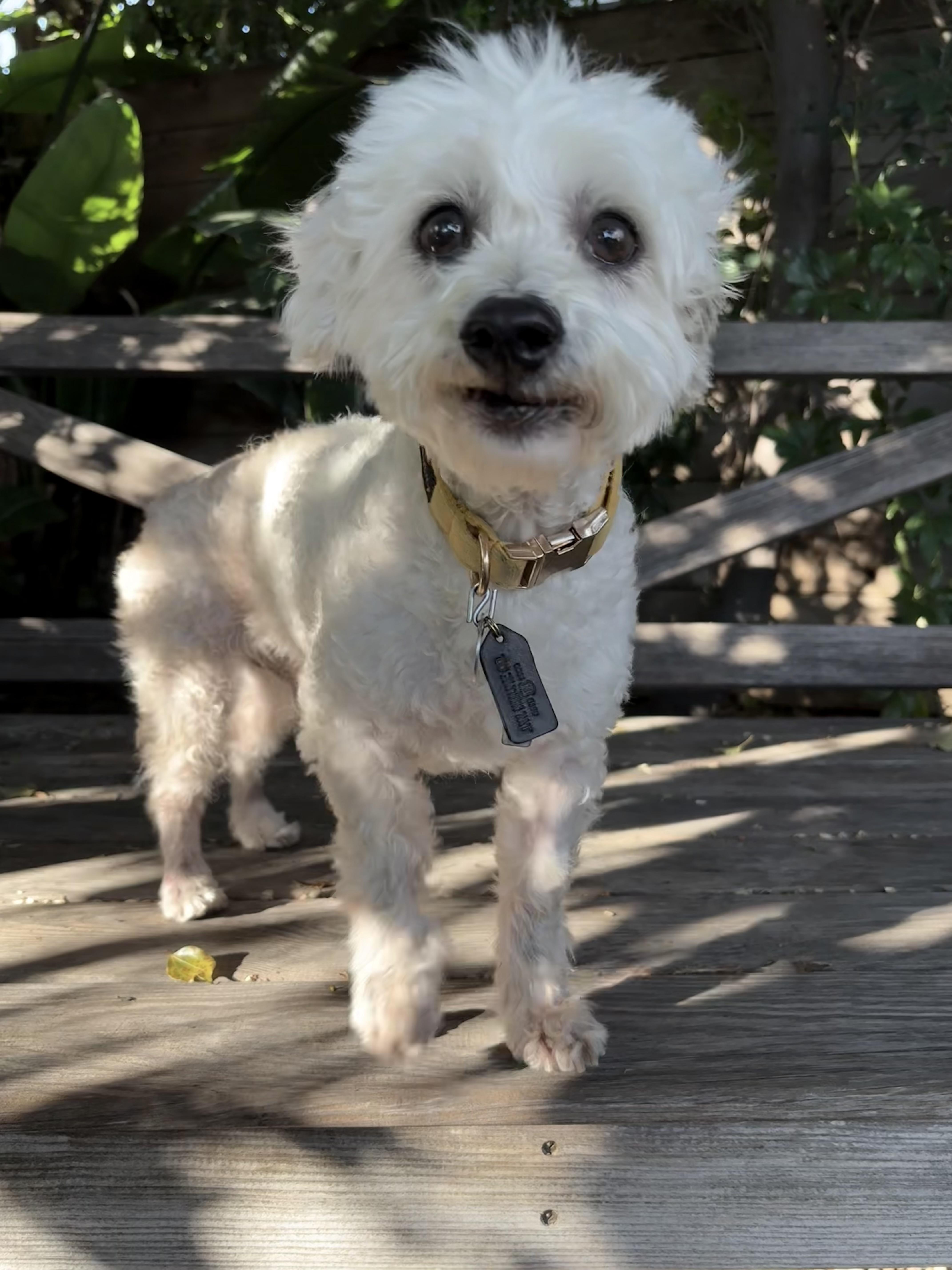 Enlarge Garbanzo Bean, a ADOPTABLE mixed breed in Los Angeles, CA image 4/5