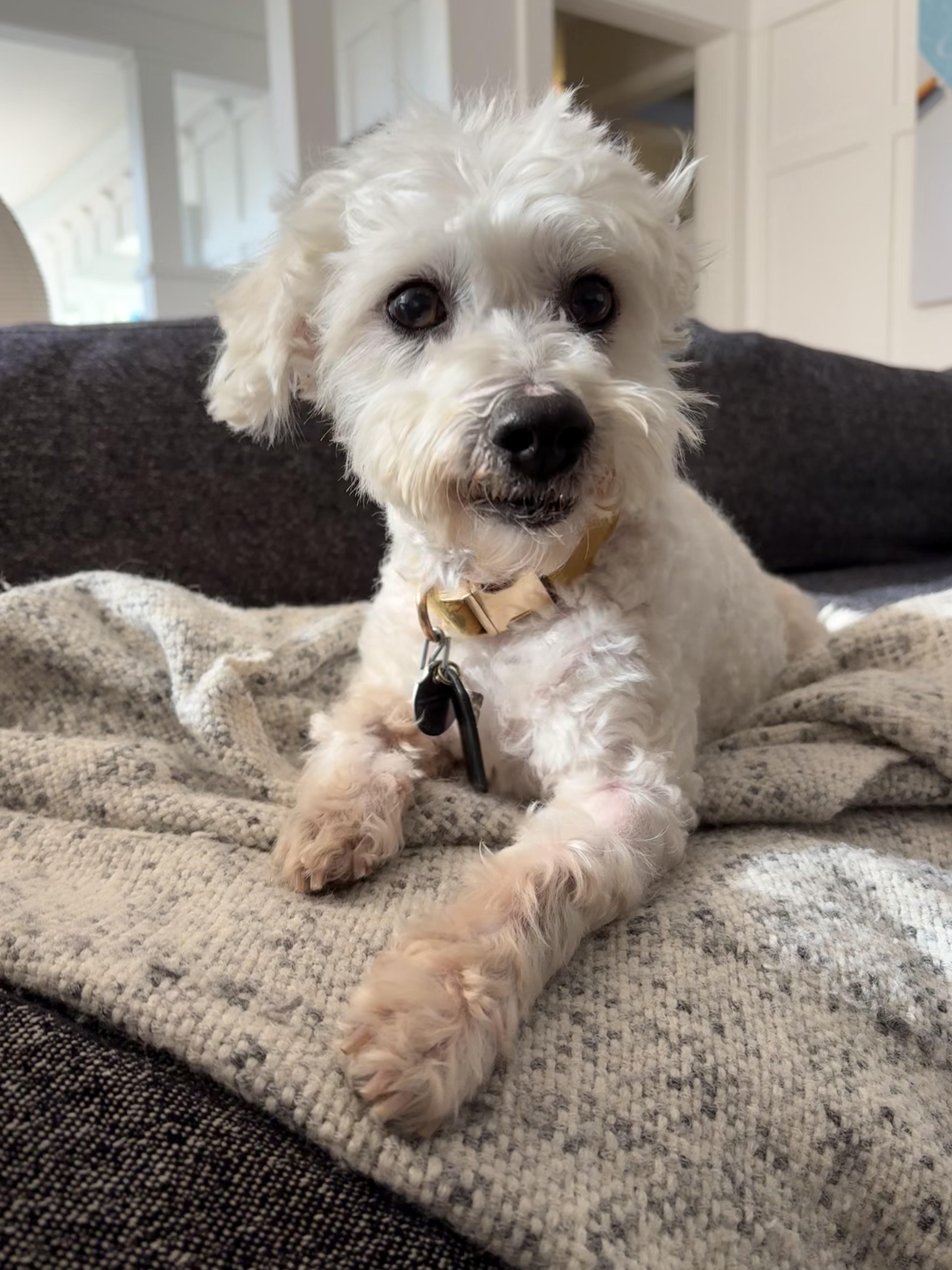 Garbanzo Bean, ADOPTABLE, Adult Male Miniature Poodle.