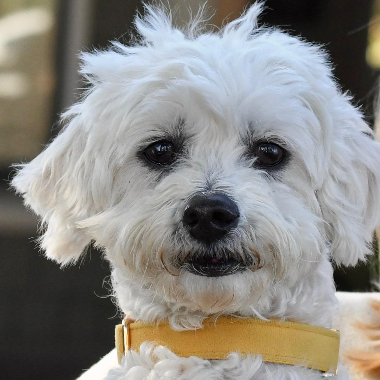 Garbanzo Bean, ADOPTABLE, Adult Male Miniature Poodle.