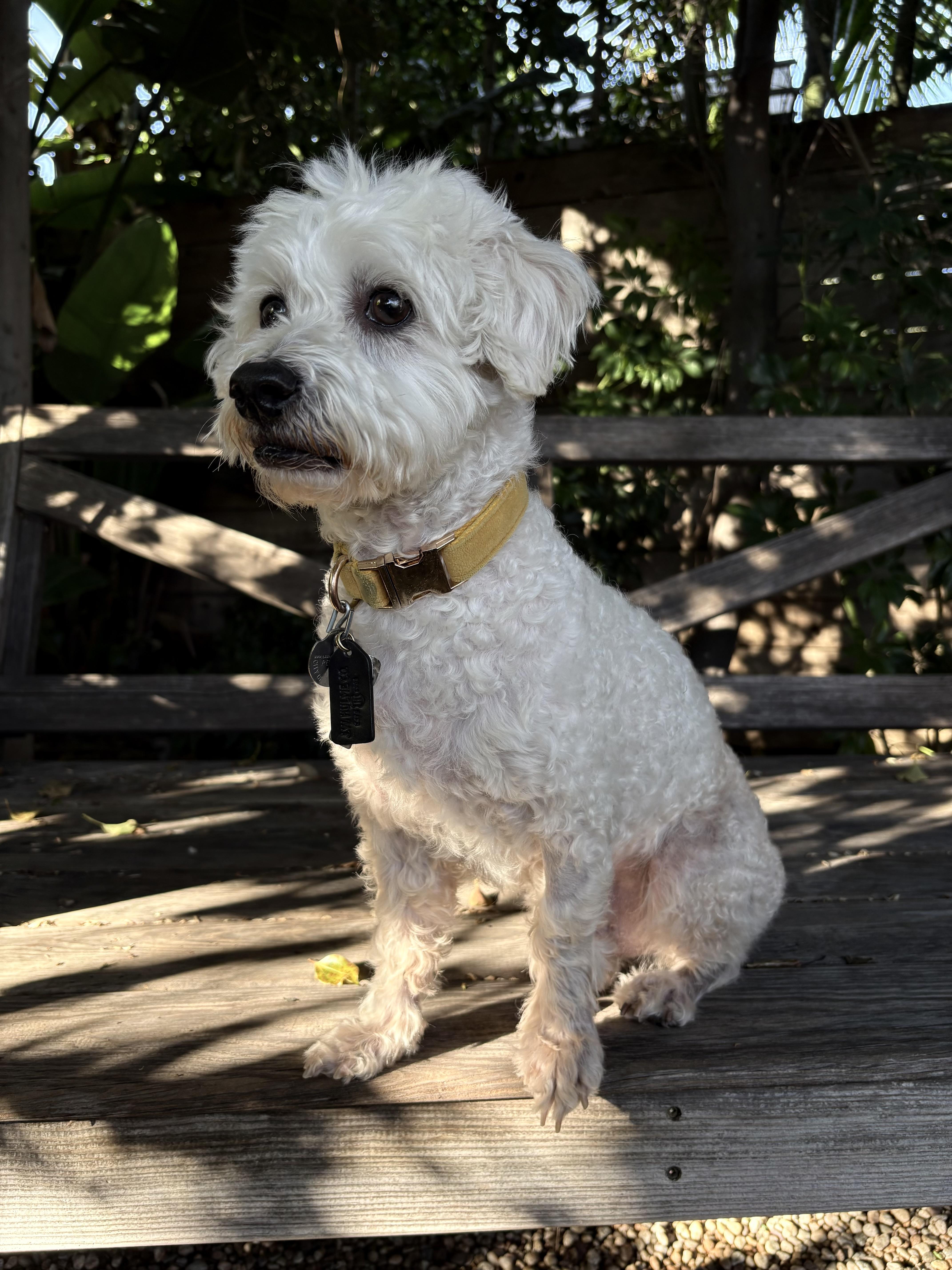 Enlarge Garbanzo Bean, a ADOPTABLE mixed breed in Los Angeles, CA image 5/5