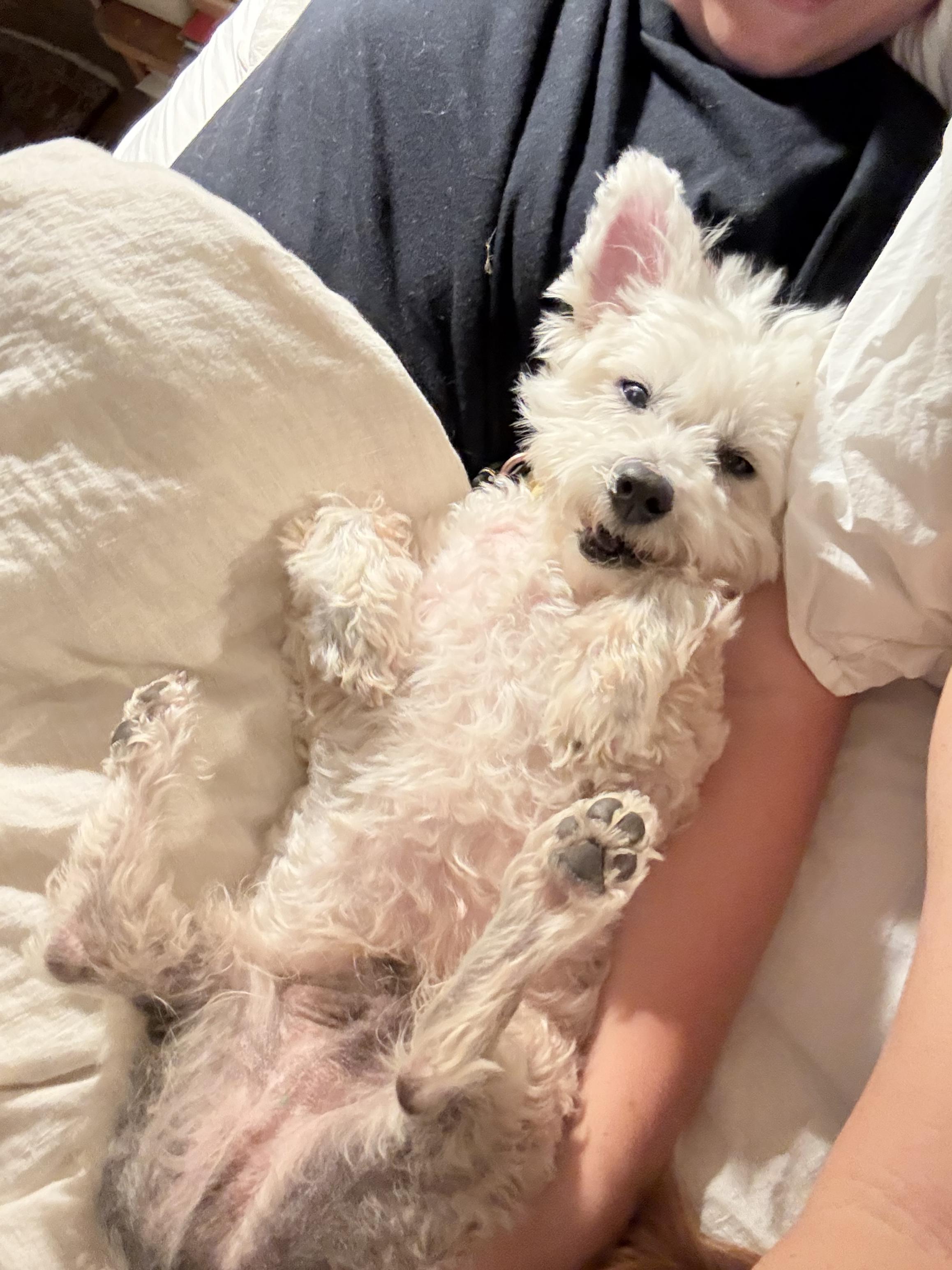 Enlarge Garbanzo Bean, a ADOPTABLE mixed breed in Los Angeles, CA image 3/5