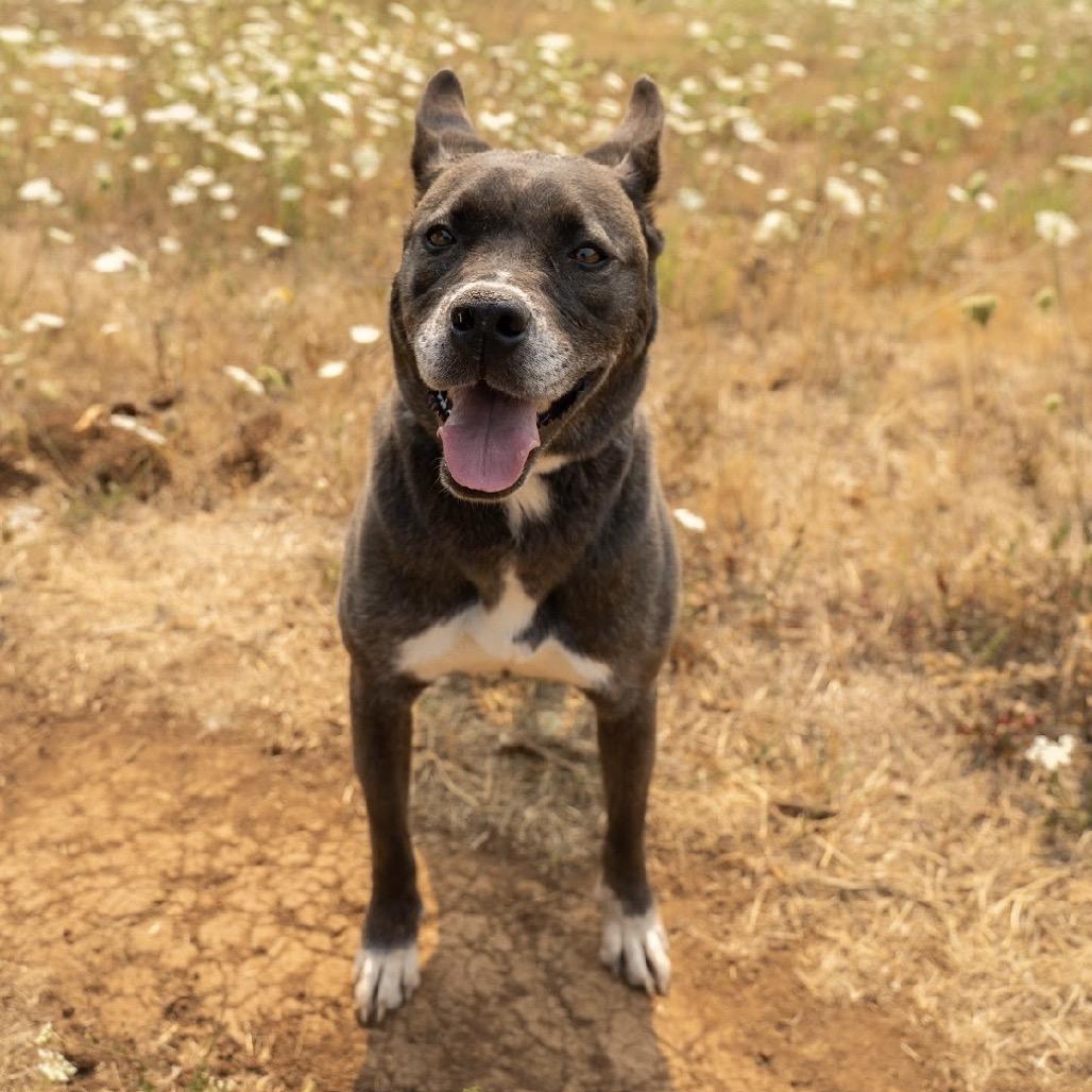 Enlarge Shelly, a Adoptable mixed breed in Salem, OR image 1/6