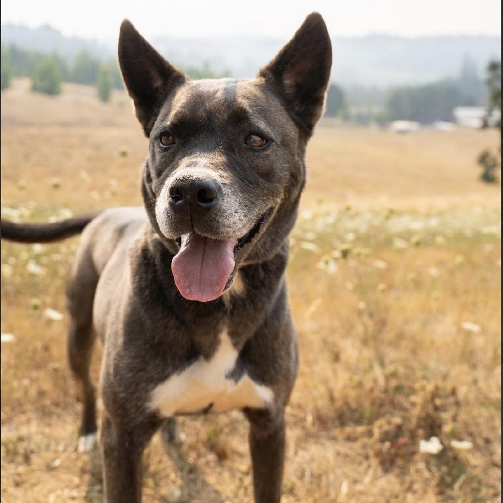 Enlarge Shelly, a Adoptable mixed breed in Salem, OR image 2/6