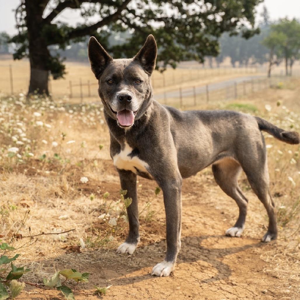 Enlarge Shelly, a Adoptable mixed breed in Salem, OR image 3/6