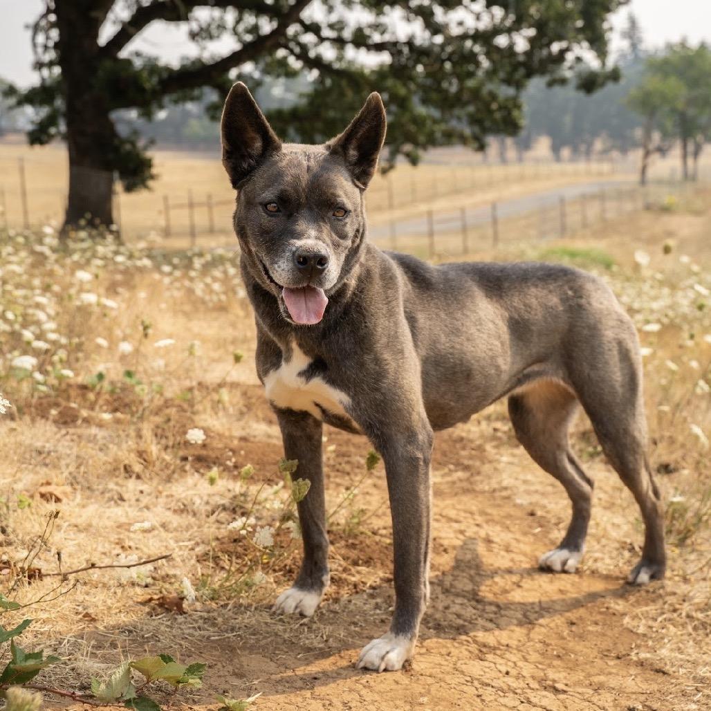 Enlarge Shelly, a Adoptable mixed breed in Salem, OR image 4/6