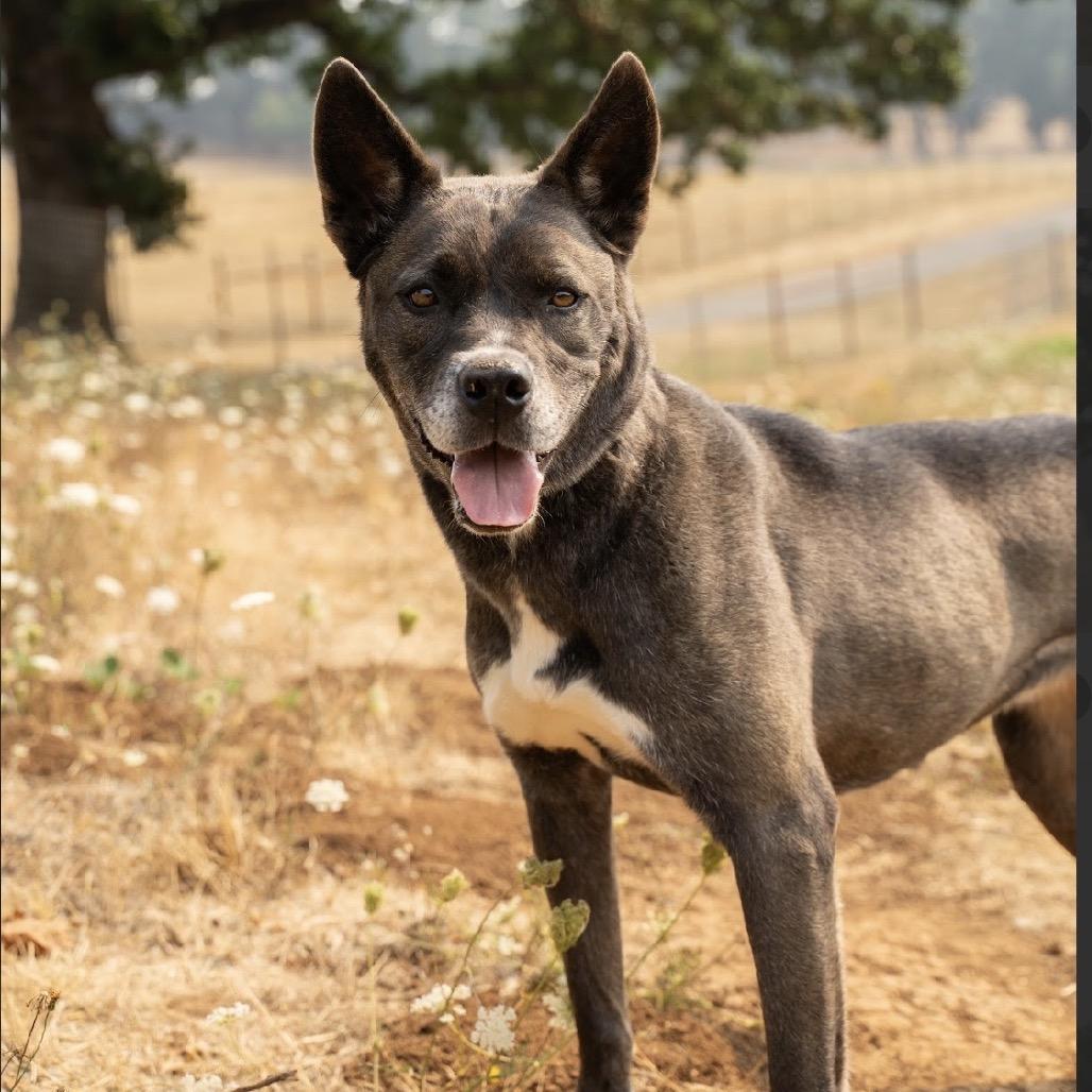 Enlarge Shelly, a Adoptable mixed breed in Salem, OR image 5/6