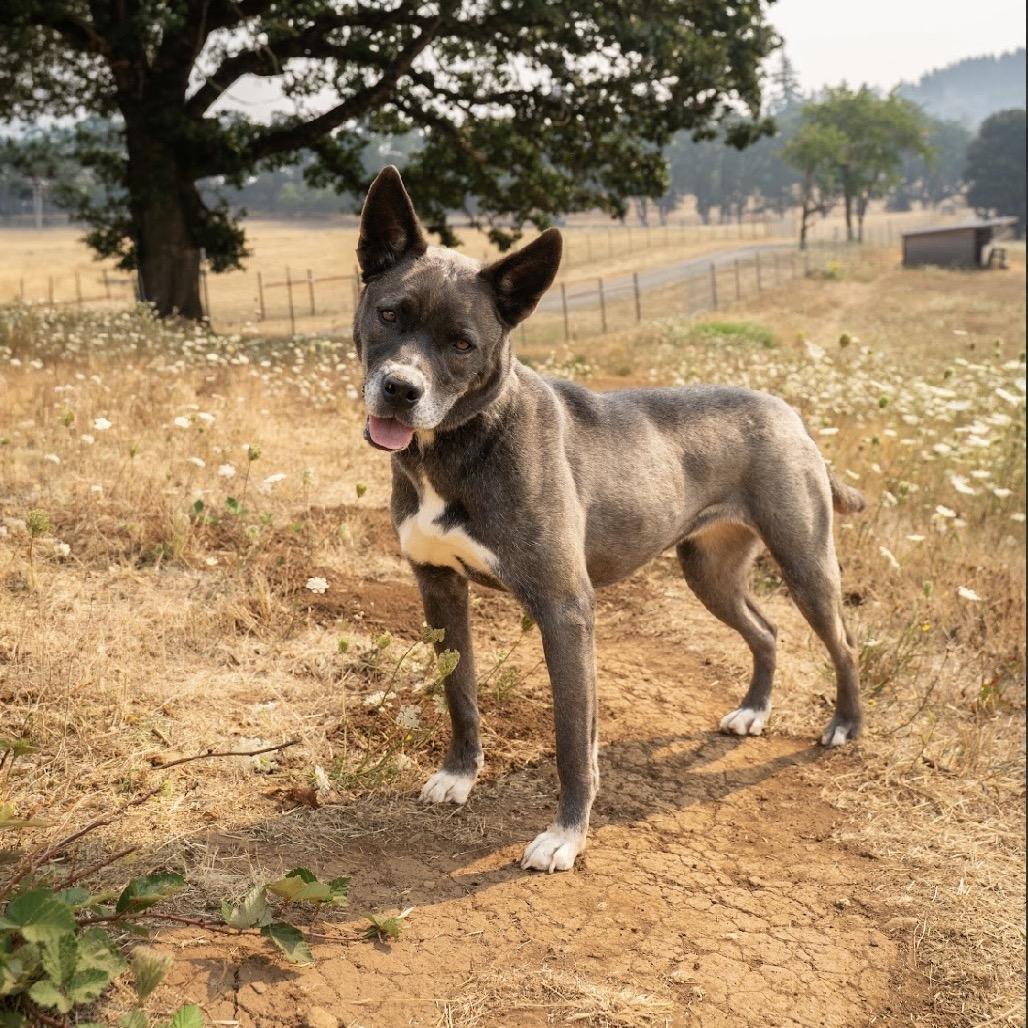 Enlarge Shelly, a Adoptable mixed breed in Salem, OR image 6/6