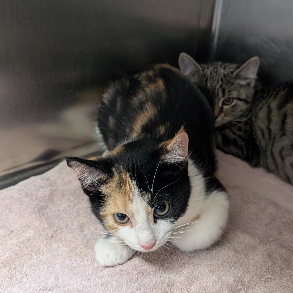 Enlarge Garnet, a Adoptable Domestic Short Hair in Independence, KS image 1/1