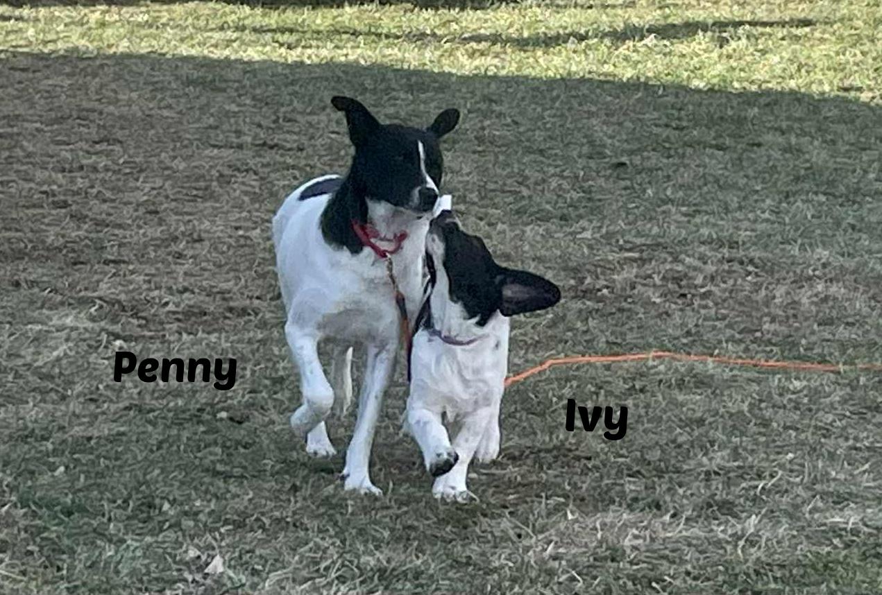 Enlarge Ivy, a Adoptable mixed breed in Seymour, IN image 3/5