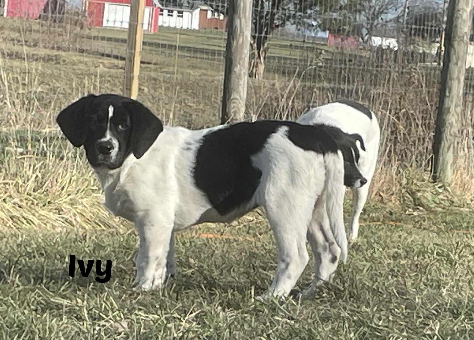 Enlarge Ivy, a Adoptable mixed breed in Seymour, IN image 2/5